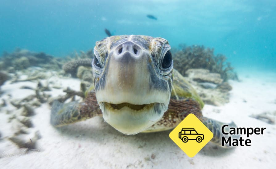 Coral Bay Turtle Tour - Image 2