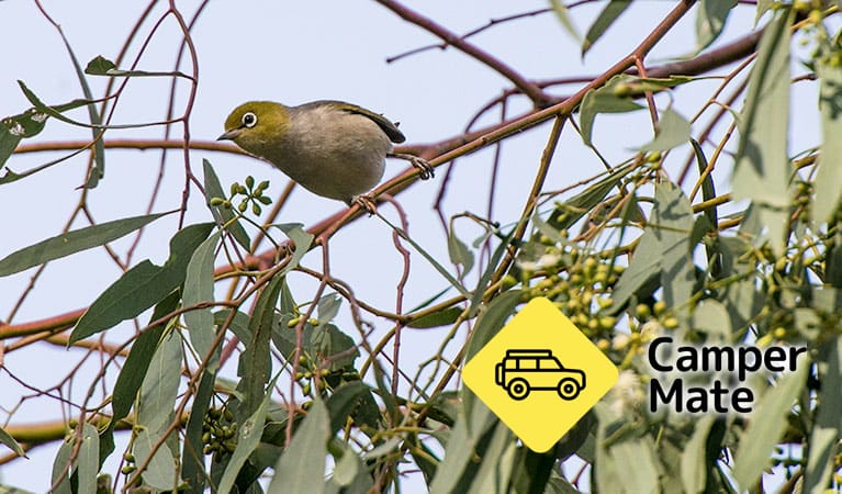 וילנדרה קמפינג - Image 3