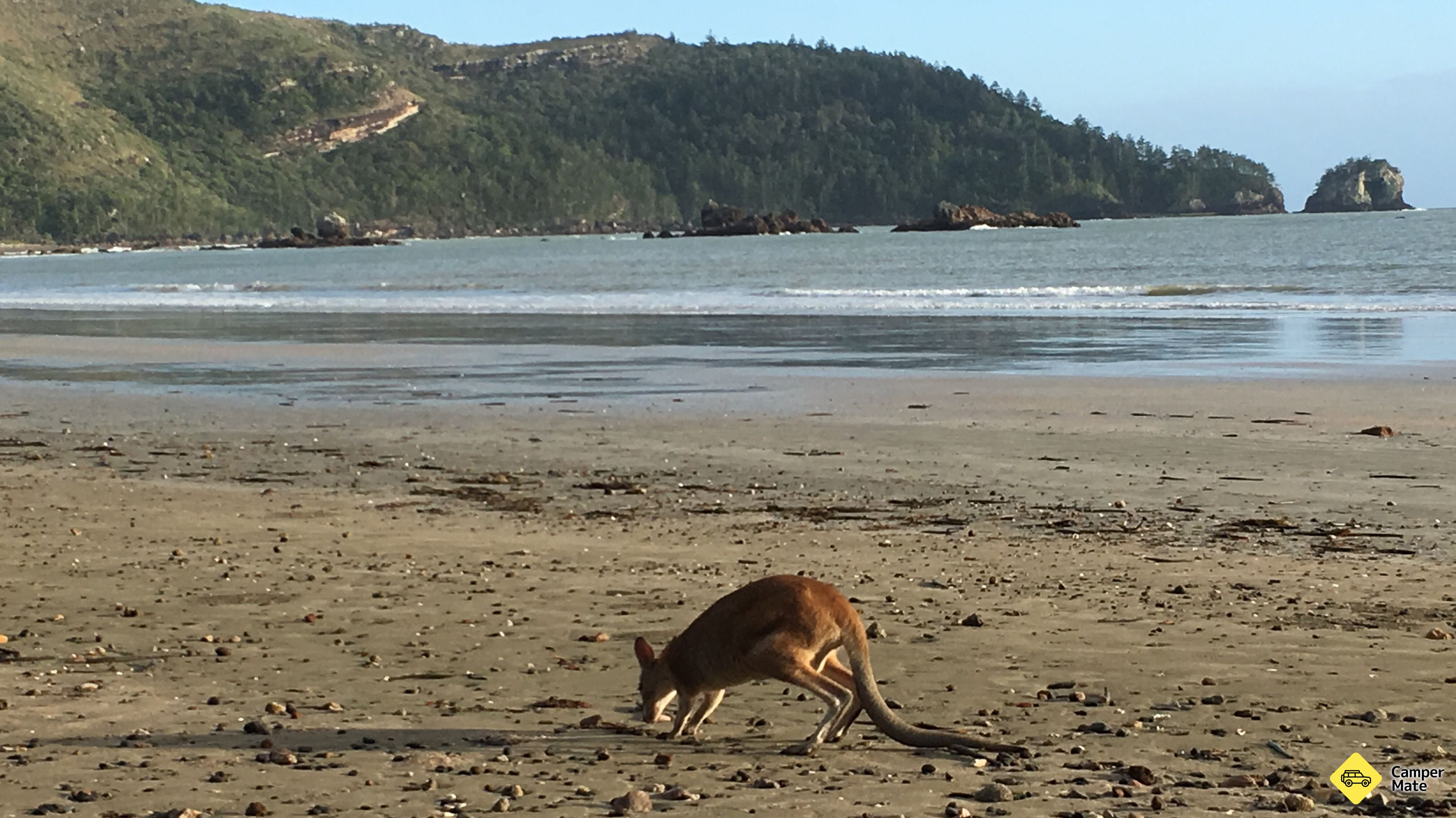 Wallabies trên bãi biển ở Cape Hillsborough