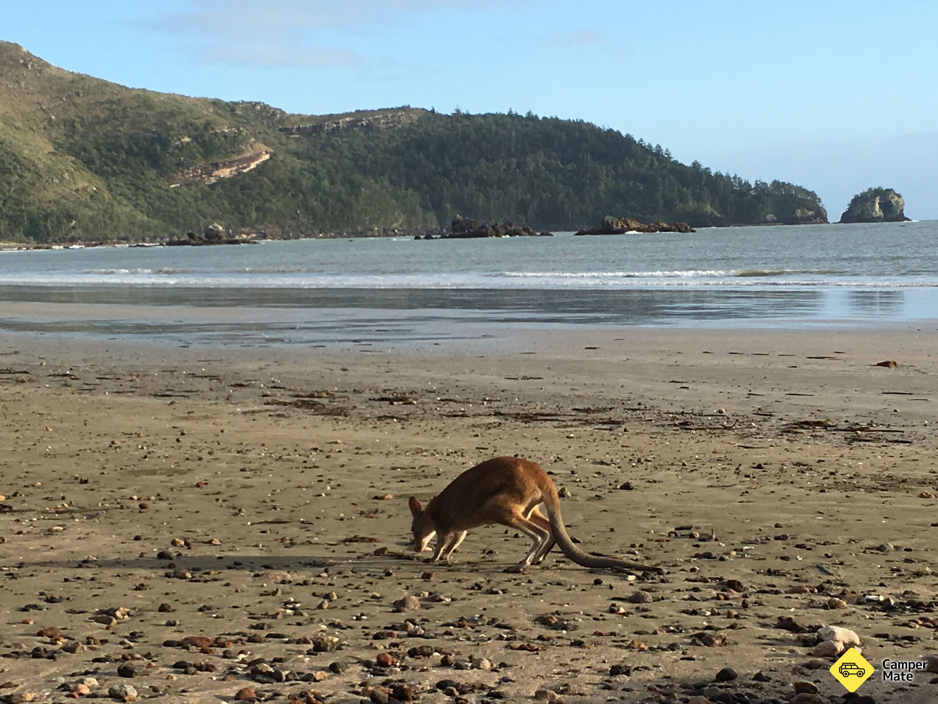 Wallabies στην παραλία στο Cape Hillsborough