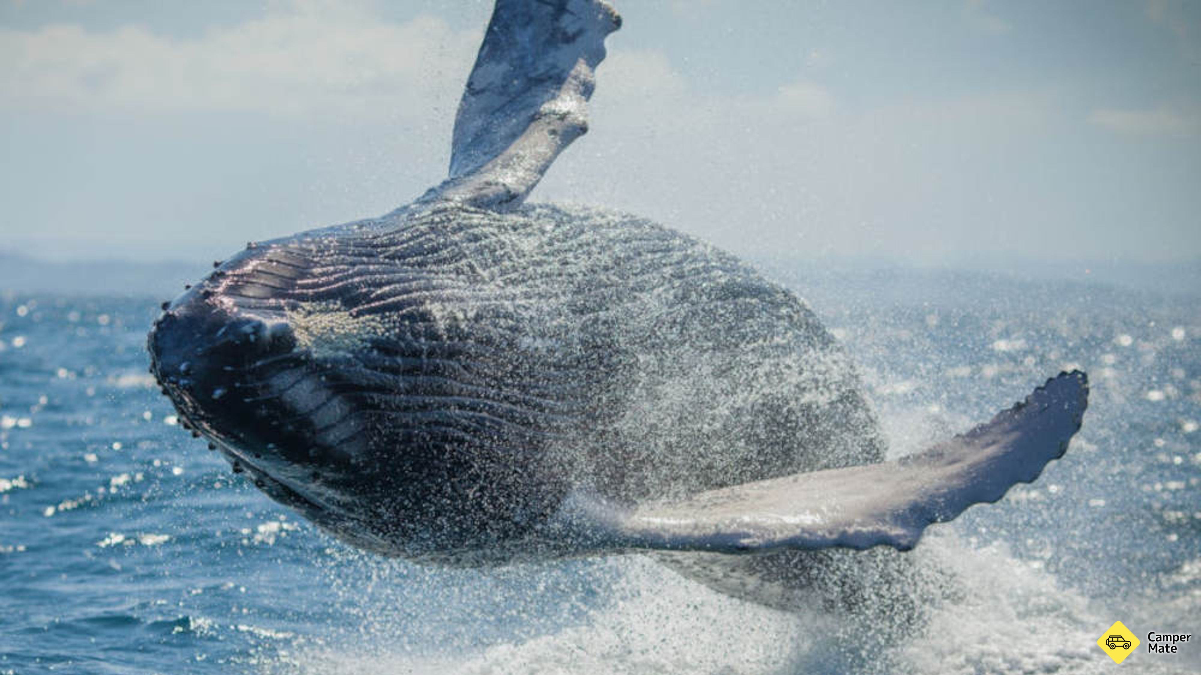 Cruzeiro de Aventura de Baleia a partir de Noosa