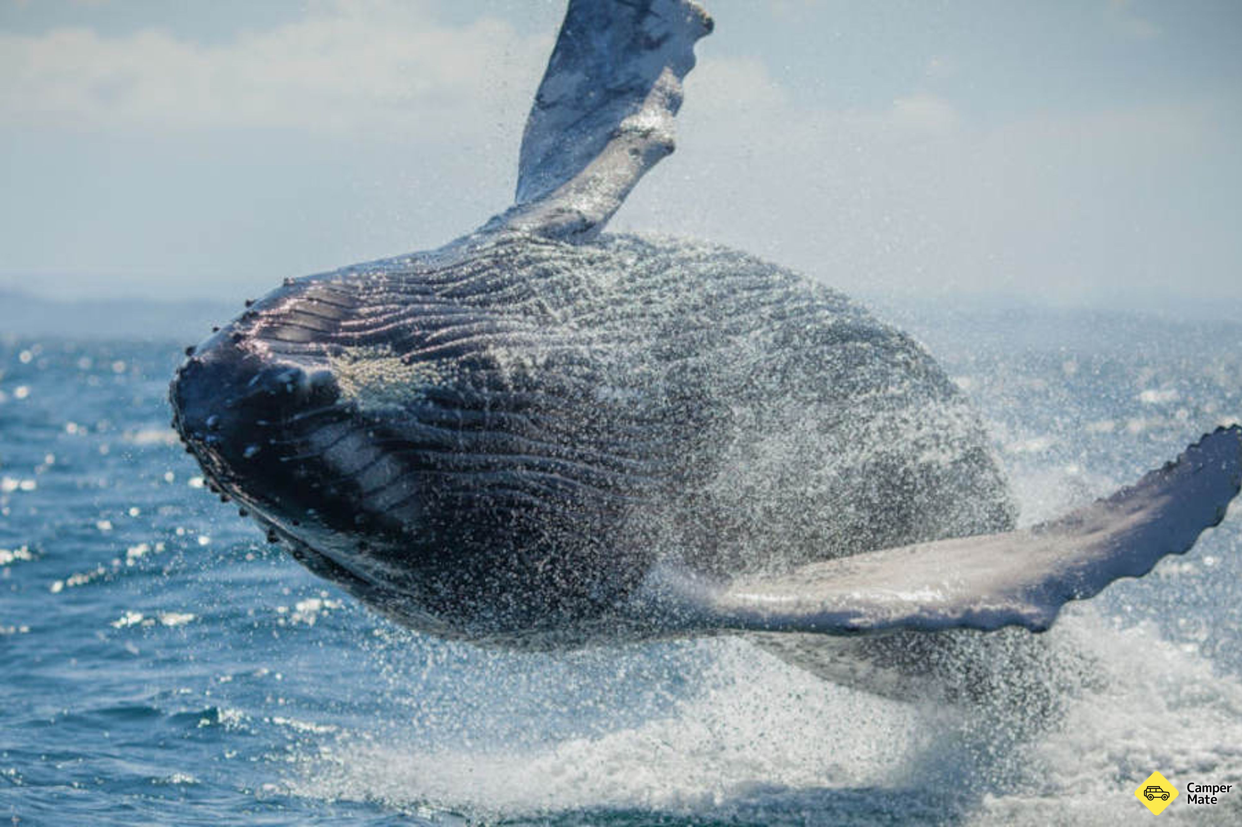 Whale Watching Adventure Cruise from Noosa