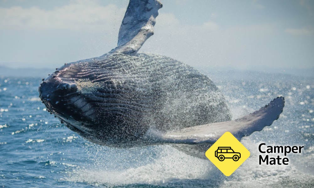Whale Watching Adventure Cruise from Noosa