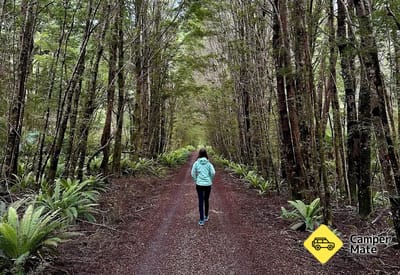 Big Totara Walk