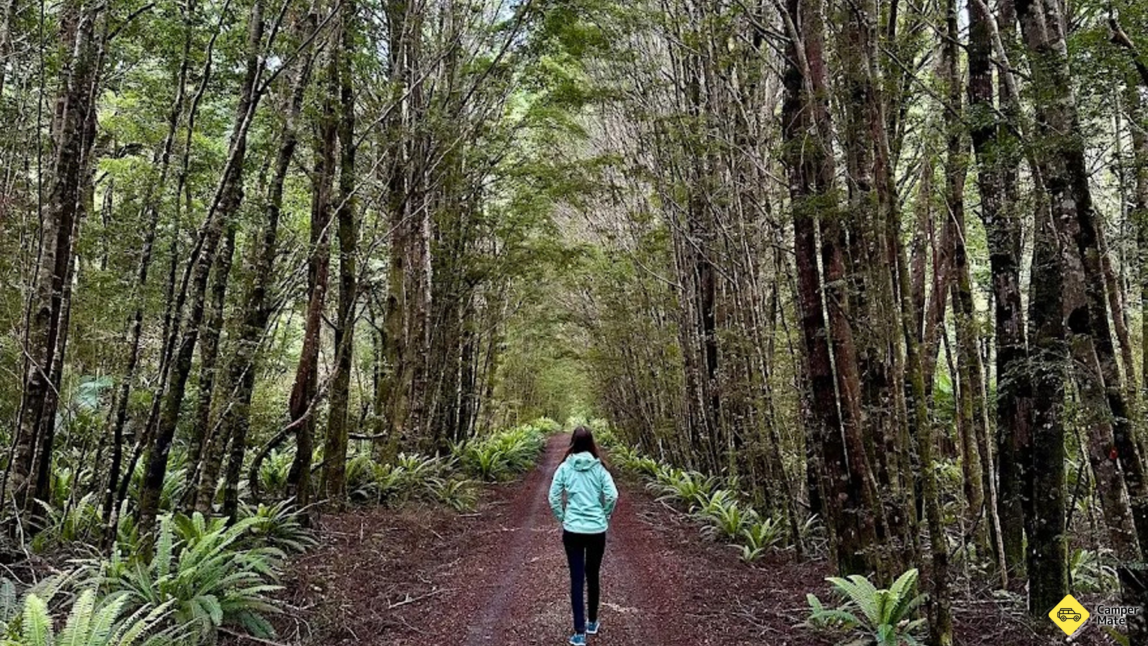 Big Totara Walk
