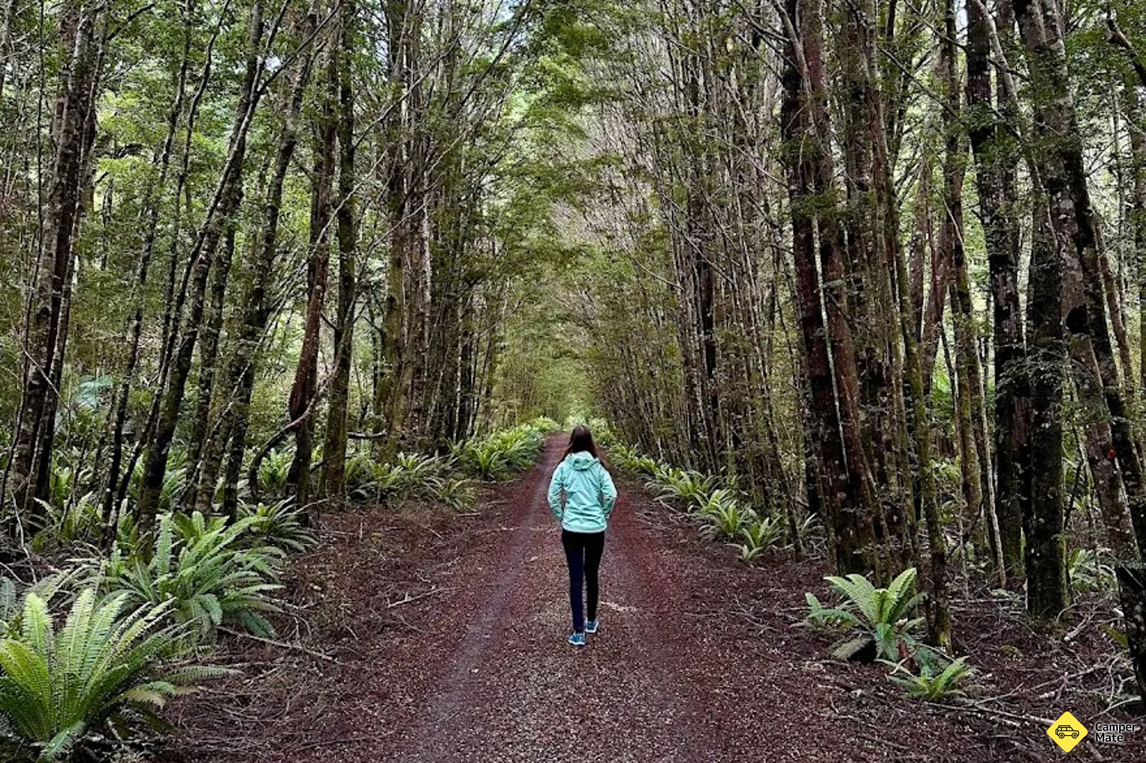 Big Totara Walk