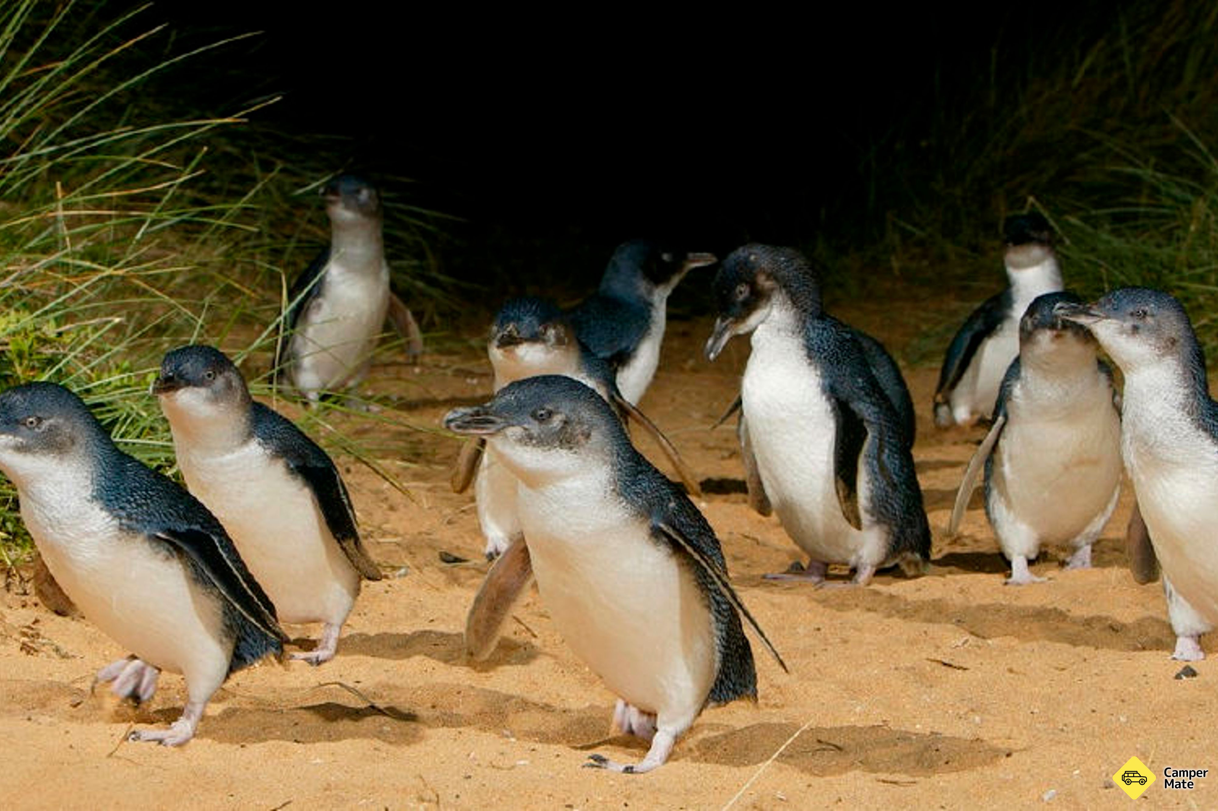 Phillip Island Penguin Parade - Image 3