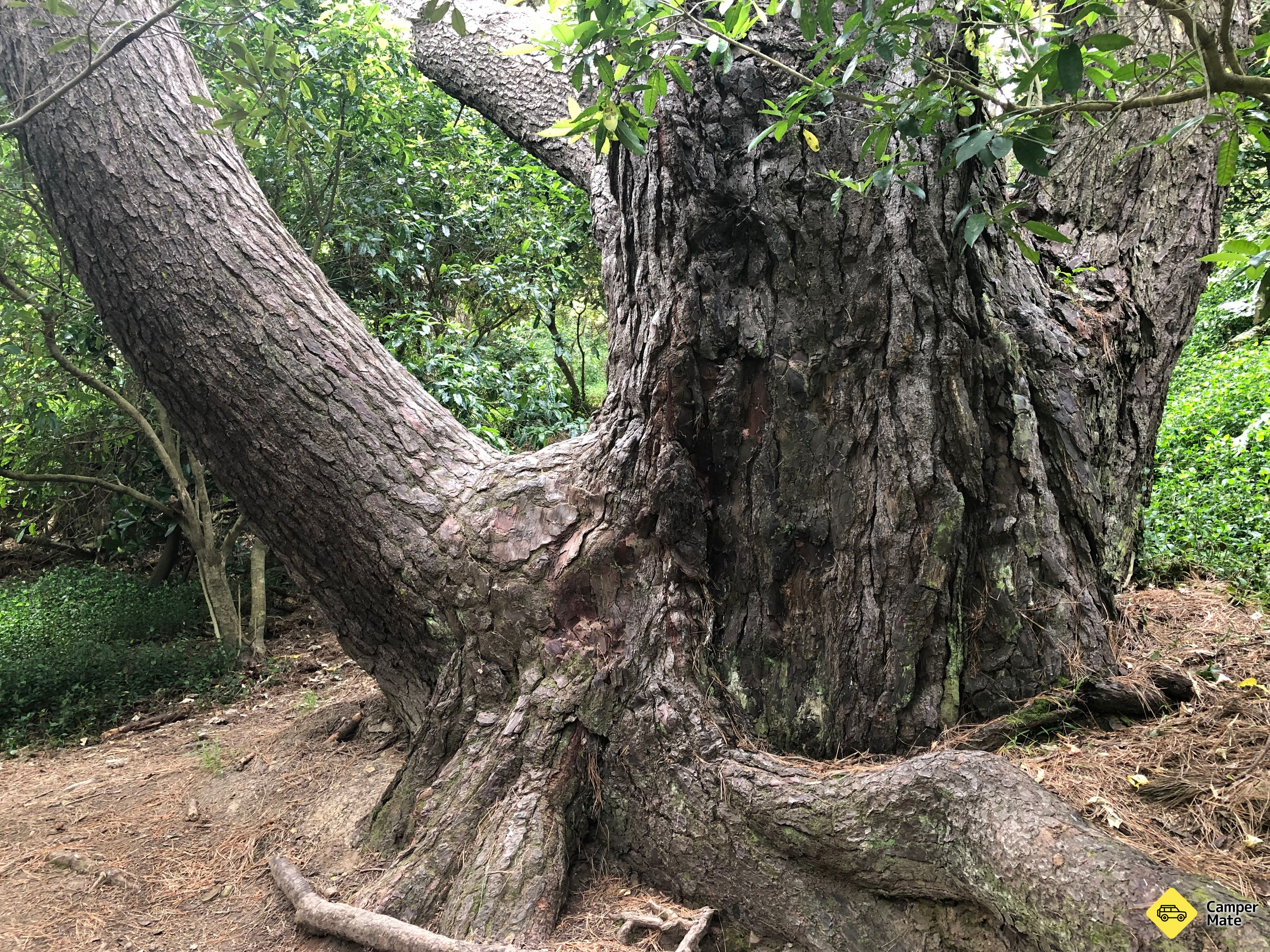 Arbre de Frodon (Lord Of The Rings)