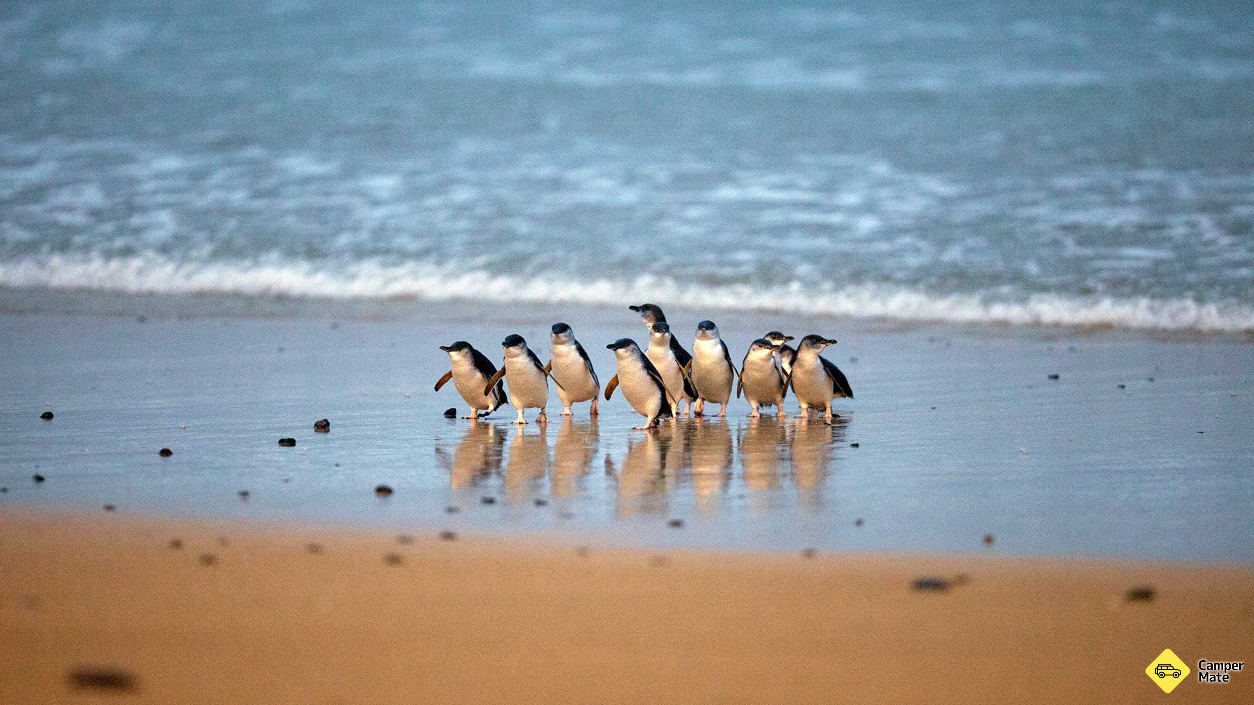 Phillip Island Penguin Parade