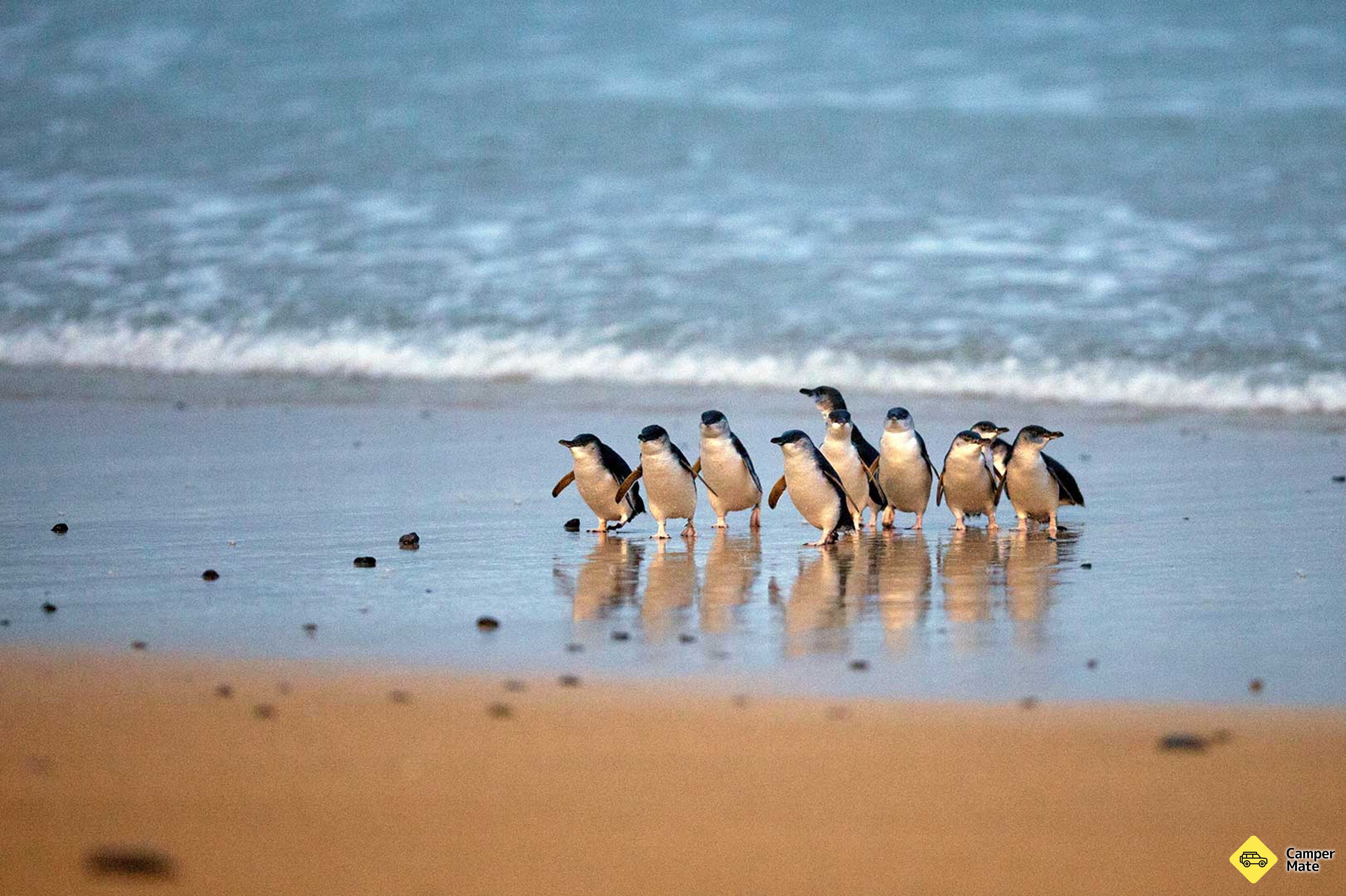 Phillip Island Penguin Parade