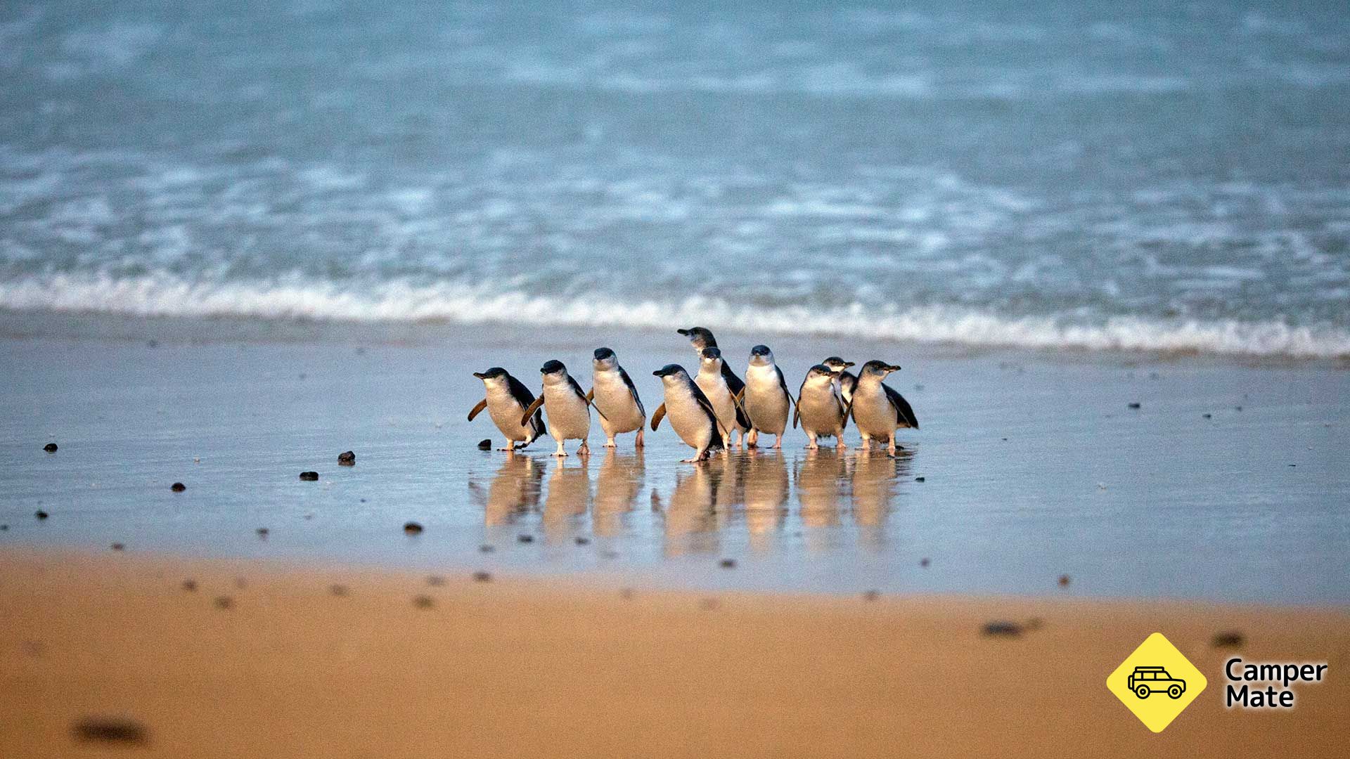 Parada de pingüinos de Phillip Island