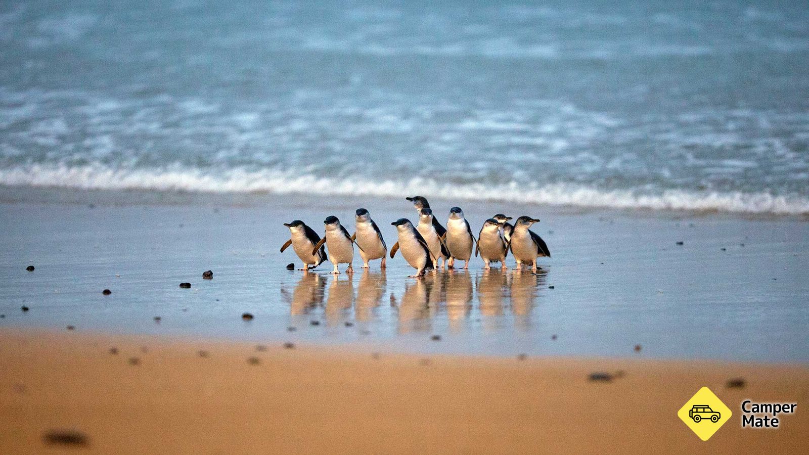 Titta på de lilla blå pingvinerna vaddla iland på The Phillip Island Penguin Parade