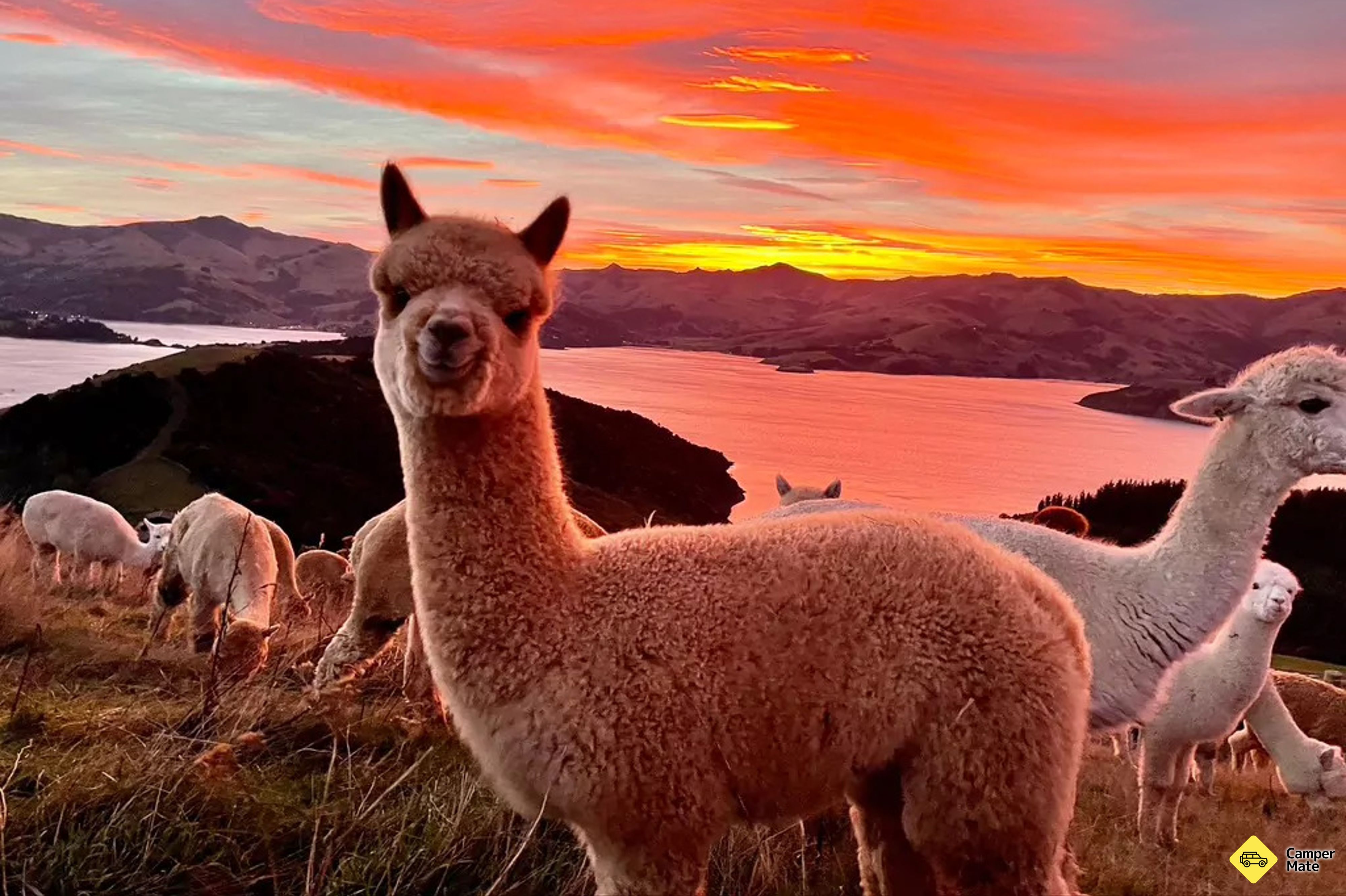Shamarra Alpaca ฟาร์มทัวร์ - Image 2