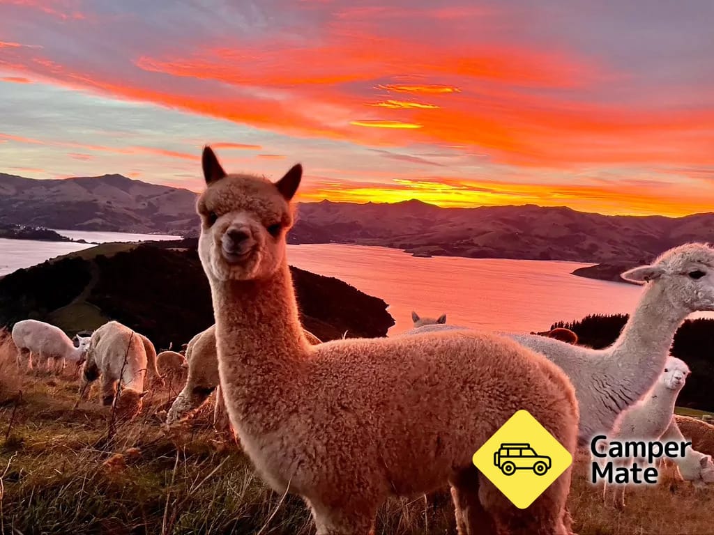 Shamarra Alpaca Farm Tours - Image 2