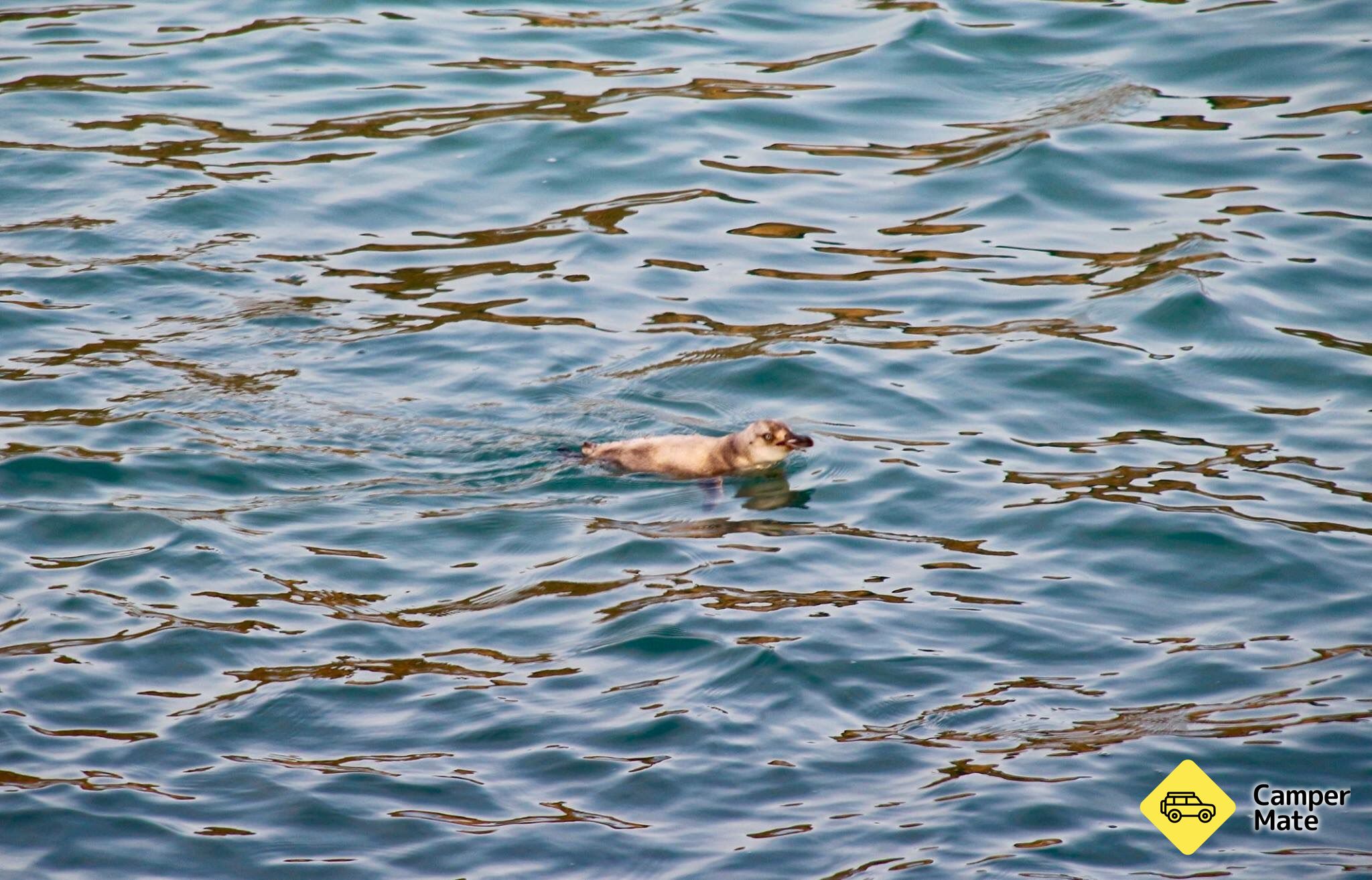 The Mole (جدار البحر) - Image 2