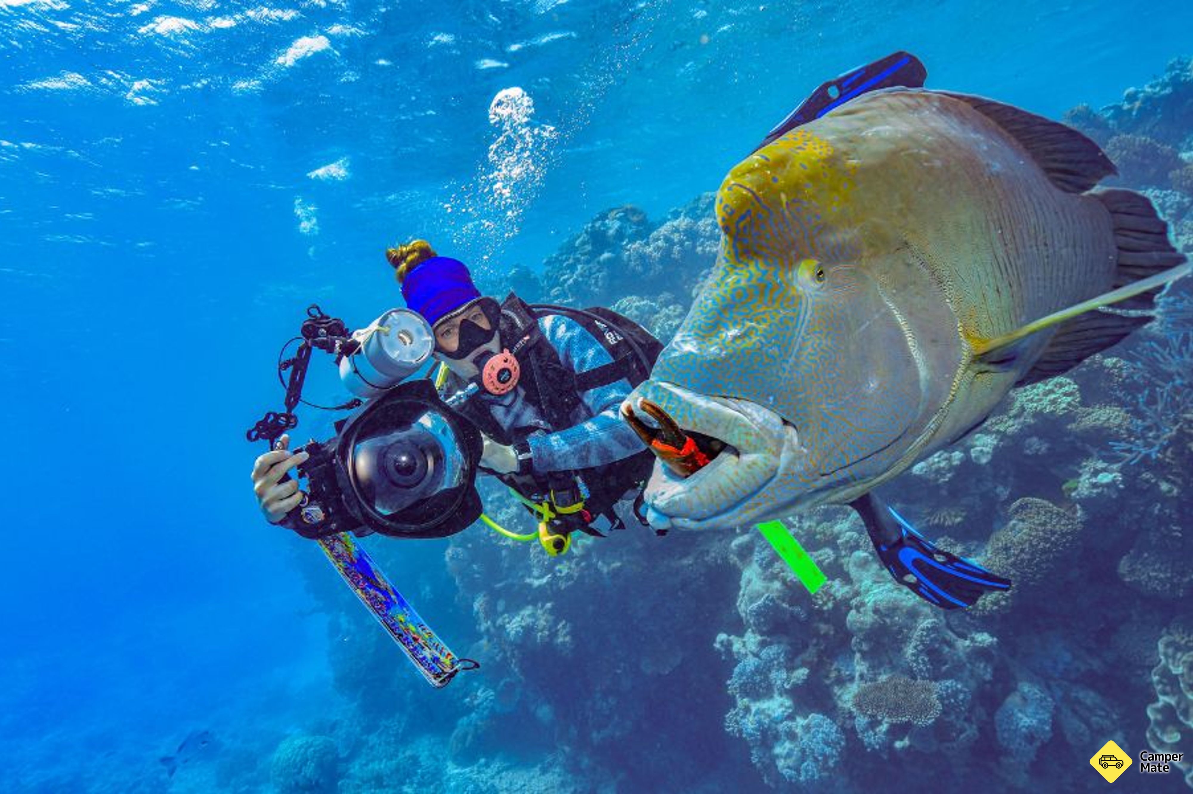 Great Barrier Reef Cruise to Reef Magic Pontoon के बारे में टिप्पणियाँ - Image 2