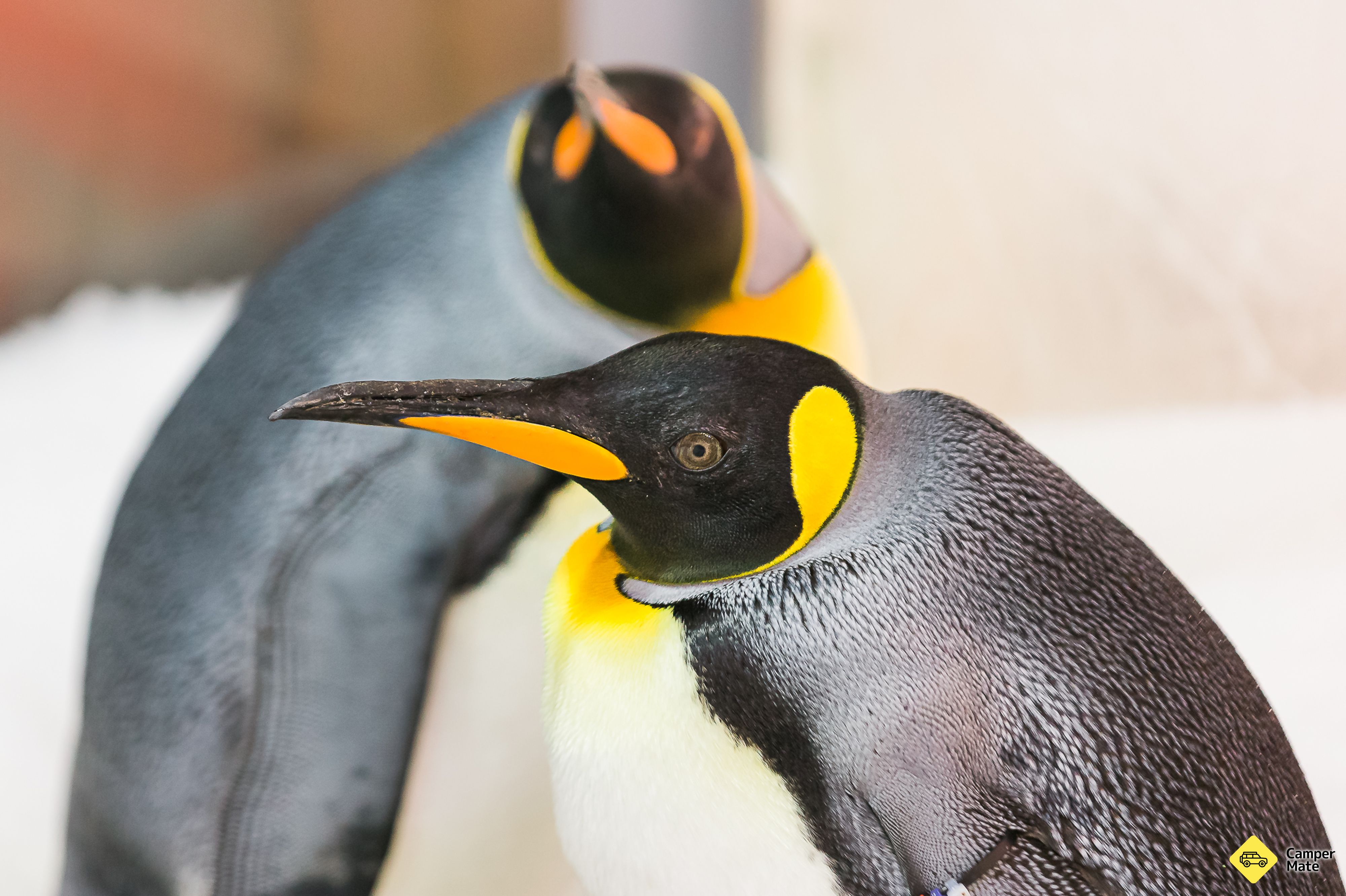 Hal yang dapat dilakukan di dekat SEA LIFE Melbourne Aquarium - Image 2