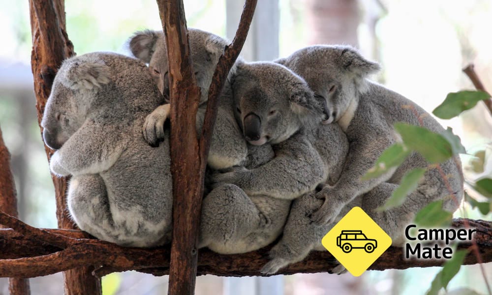 Restauranger i närheten av Lone Pine Koala Sanctuary