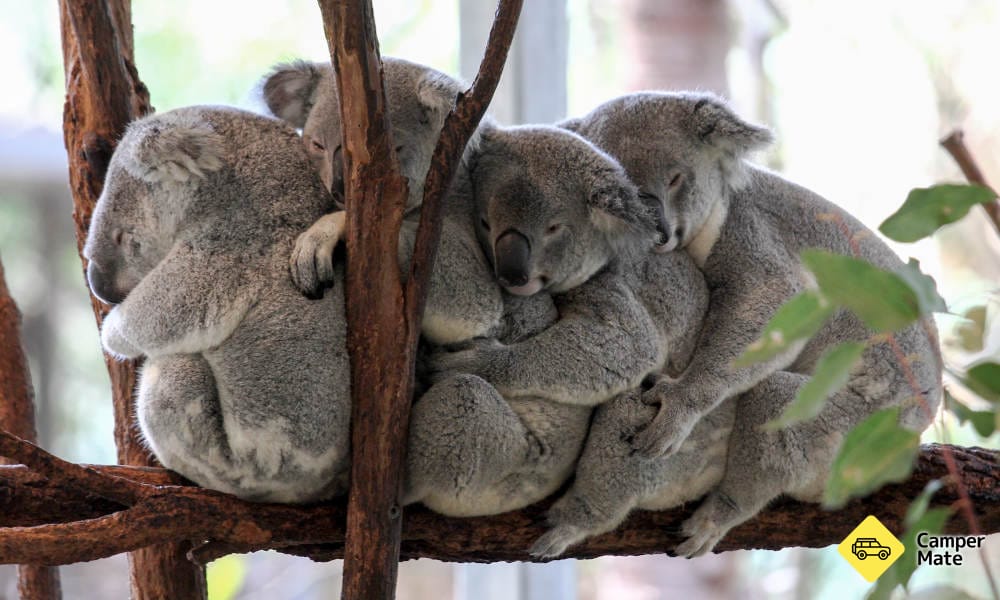 Lone Pine Koala Sanctuary