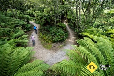 Whakarewarewa Forest (the Redwoods) Walk