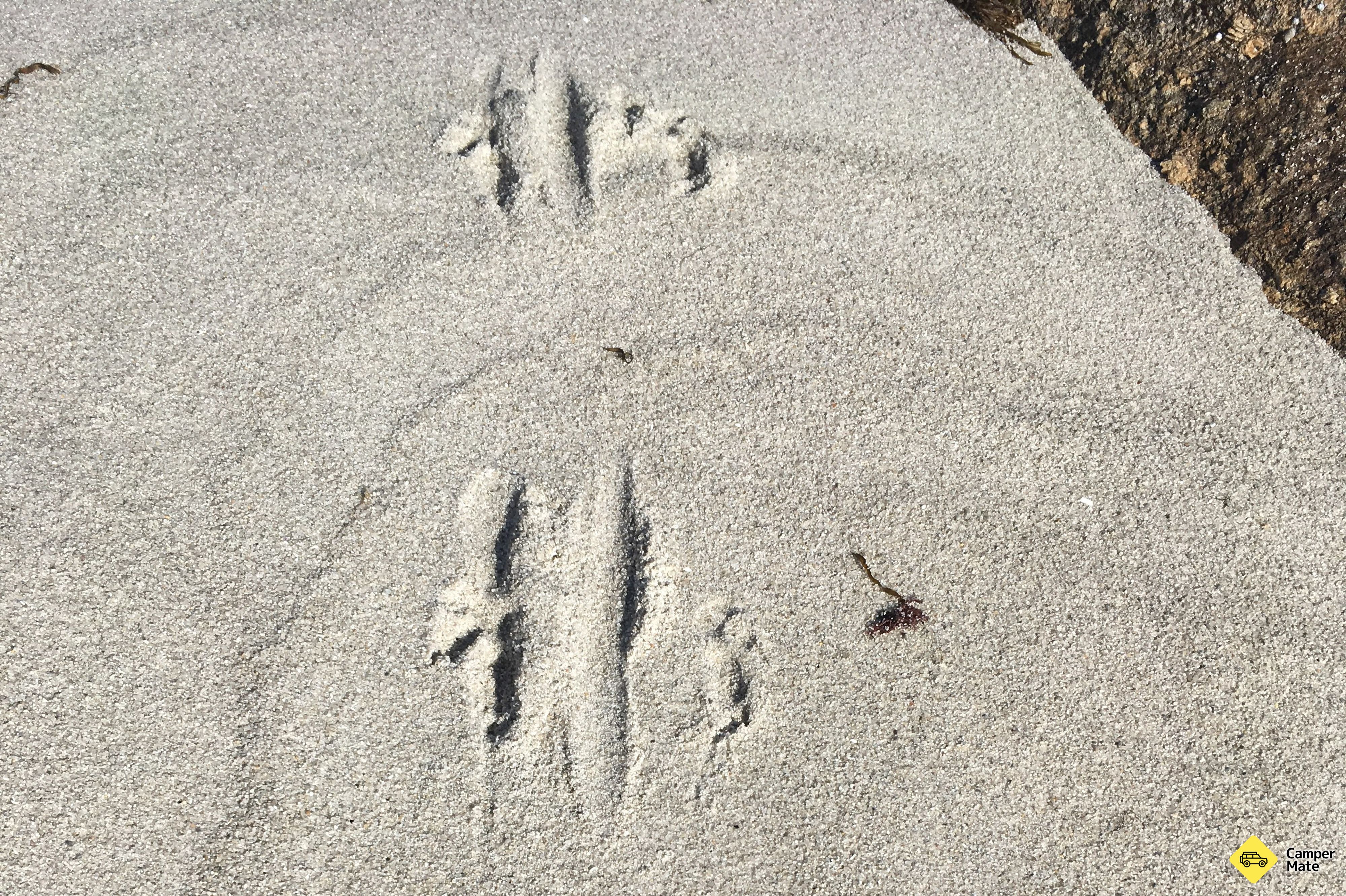 Musselroe Bay - Image 3