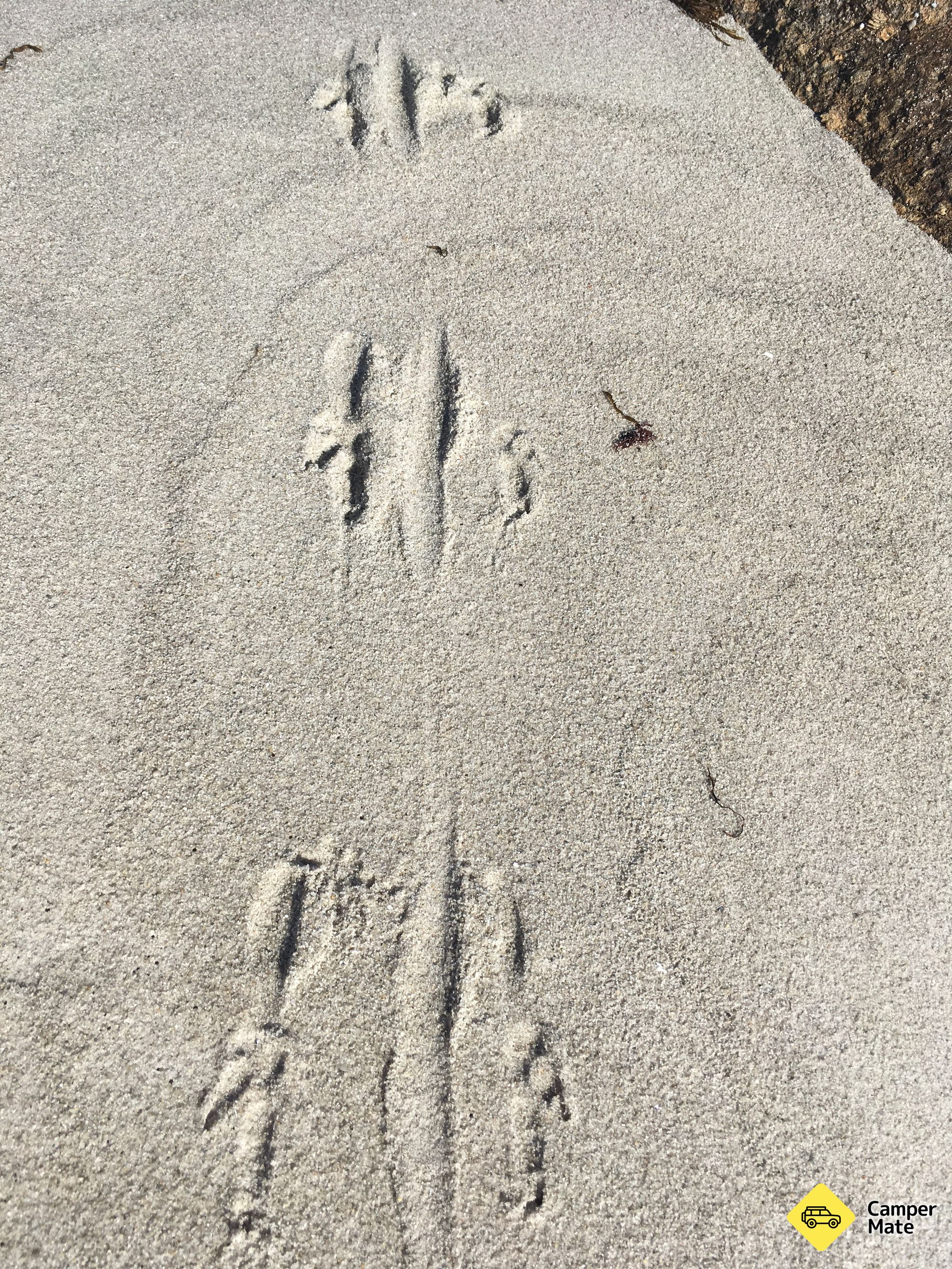 Musselroe Bay  - Image 3