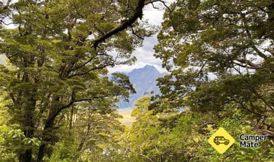 Governors Bush Walk
