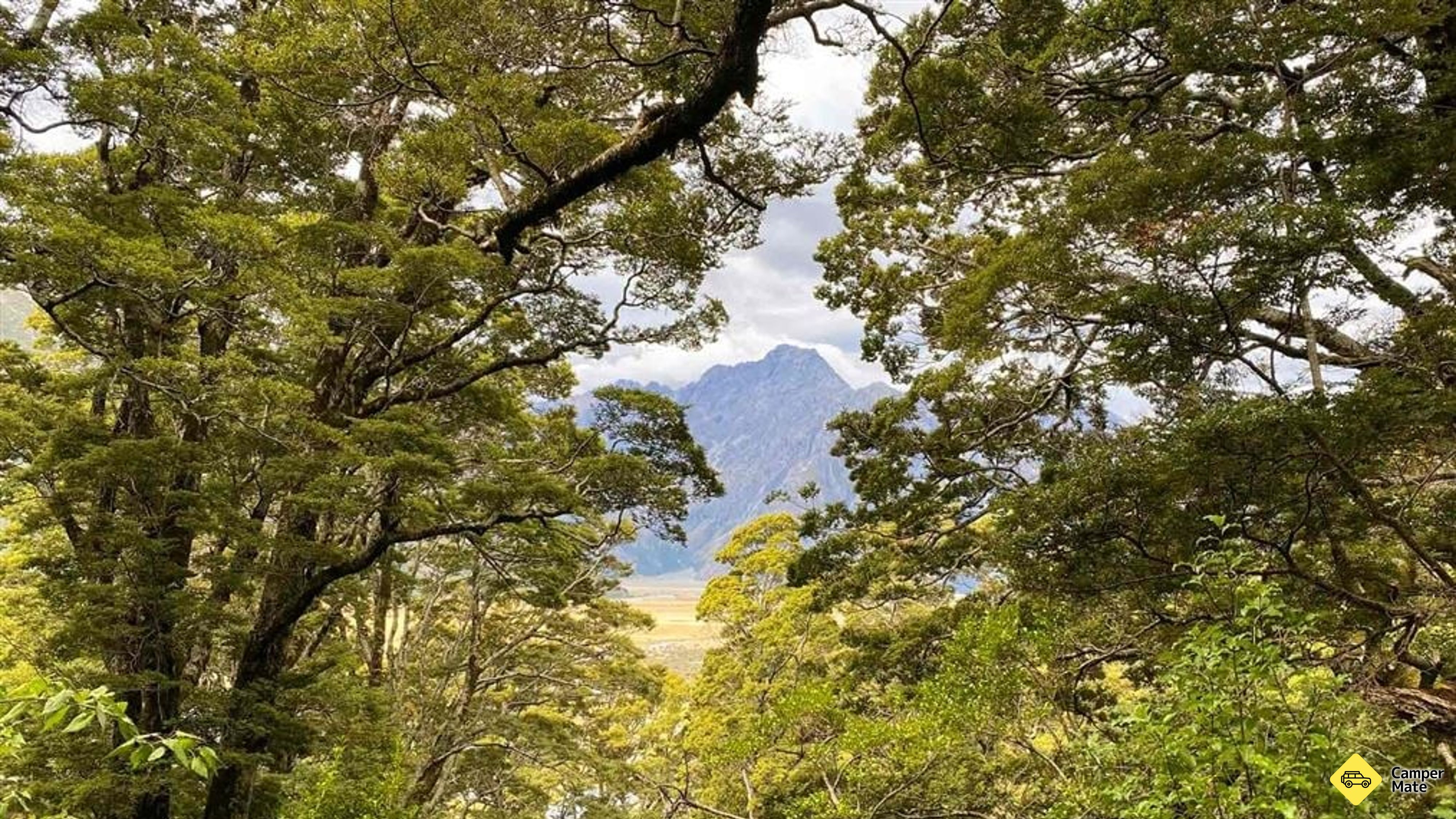 Governors Bush Walk