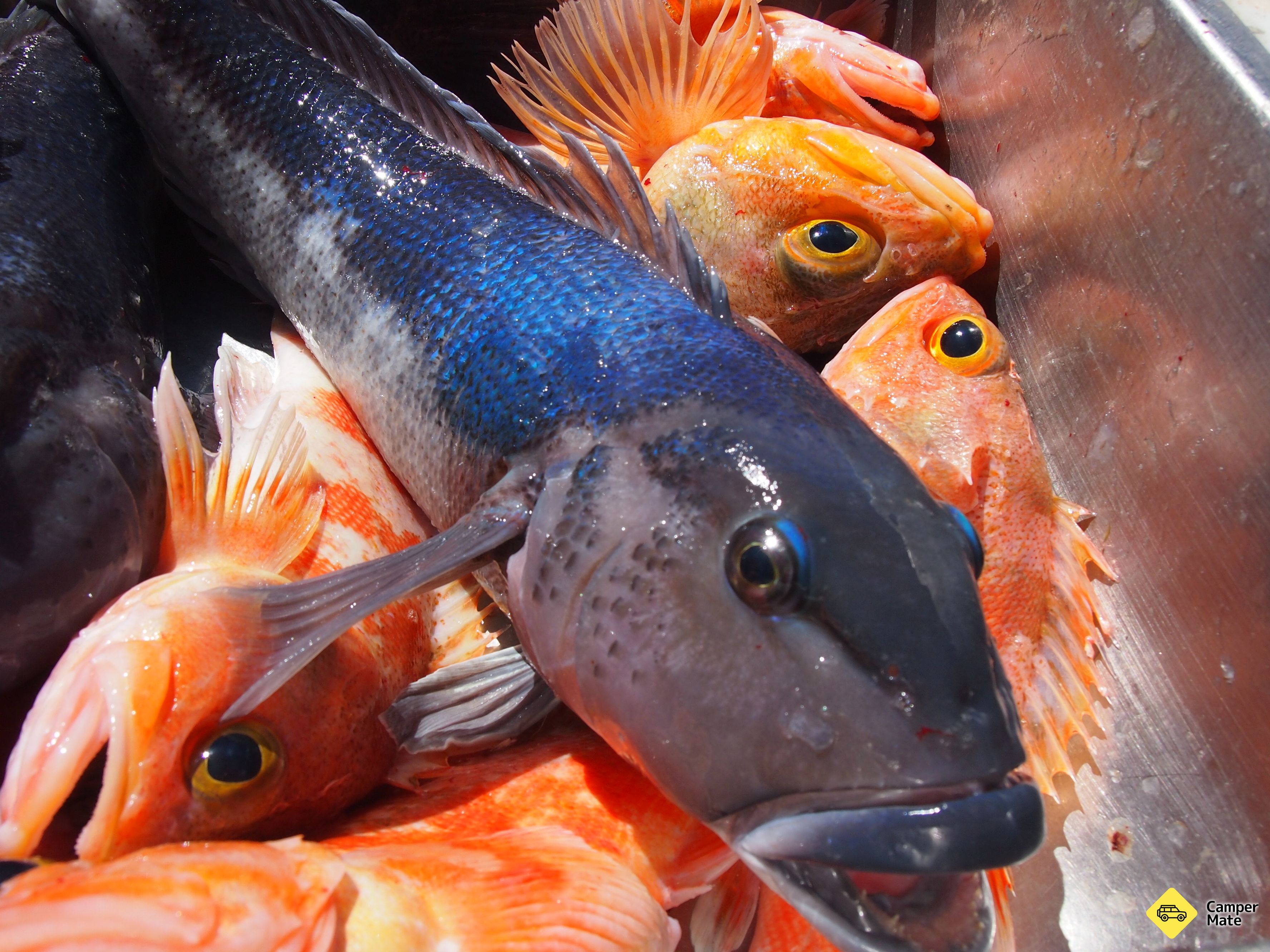 Kaikoura Fishing Tours - Image 2