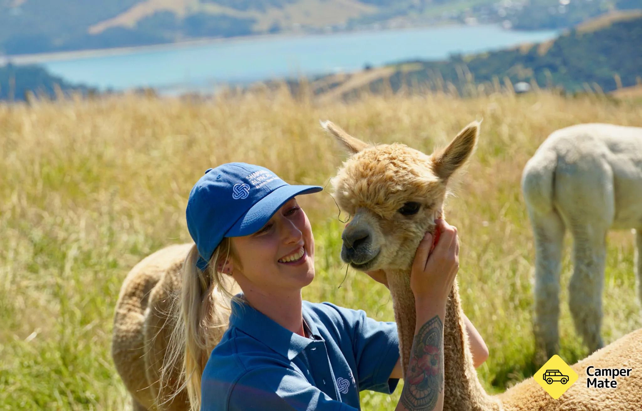 Shamarra Alpaca Farm Tours - Image 3