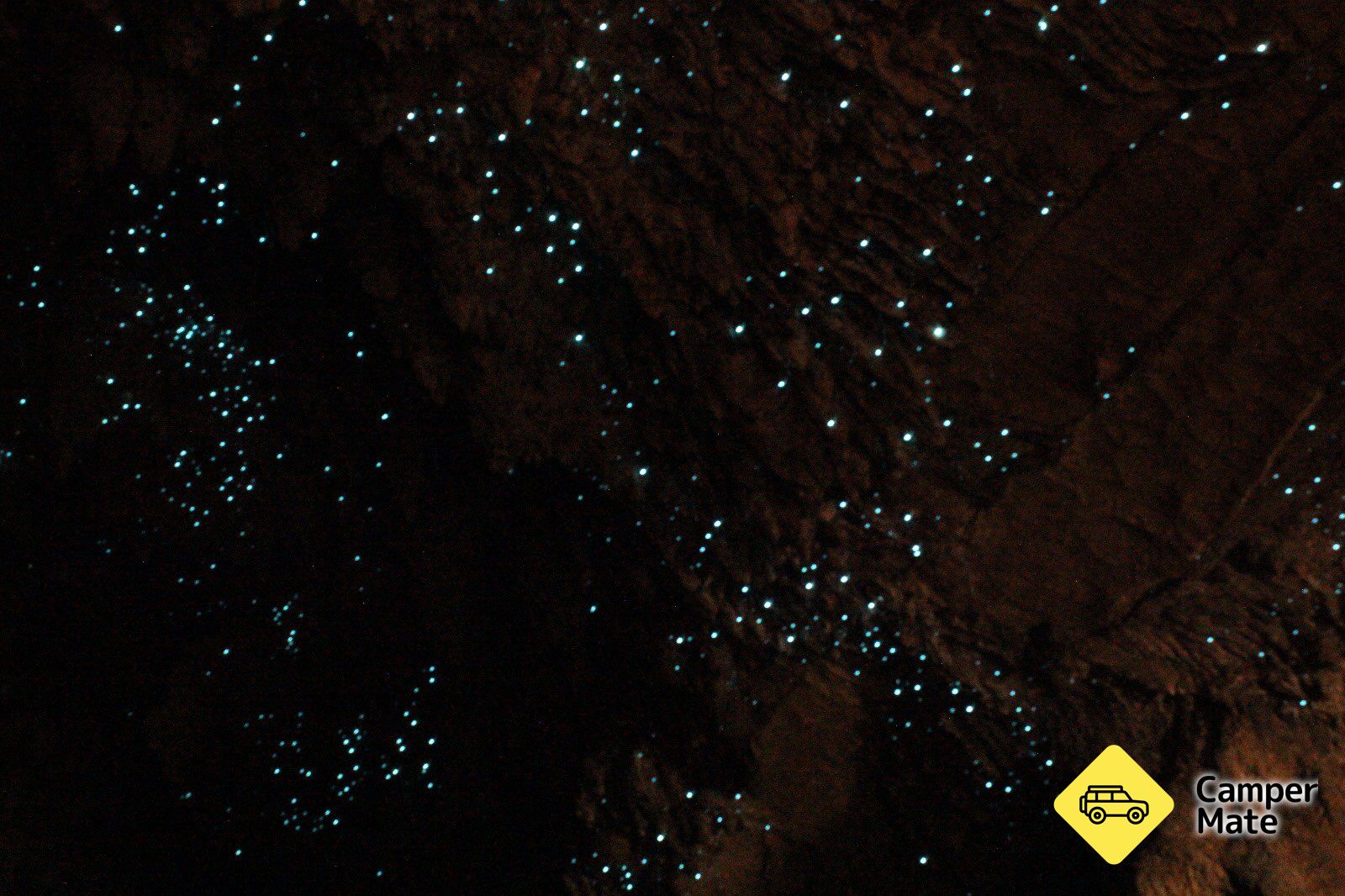 Waipu Caves Track - Image 3