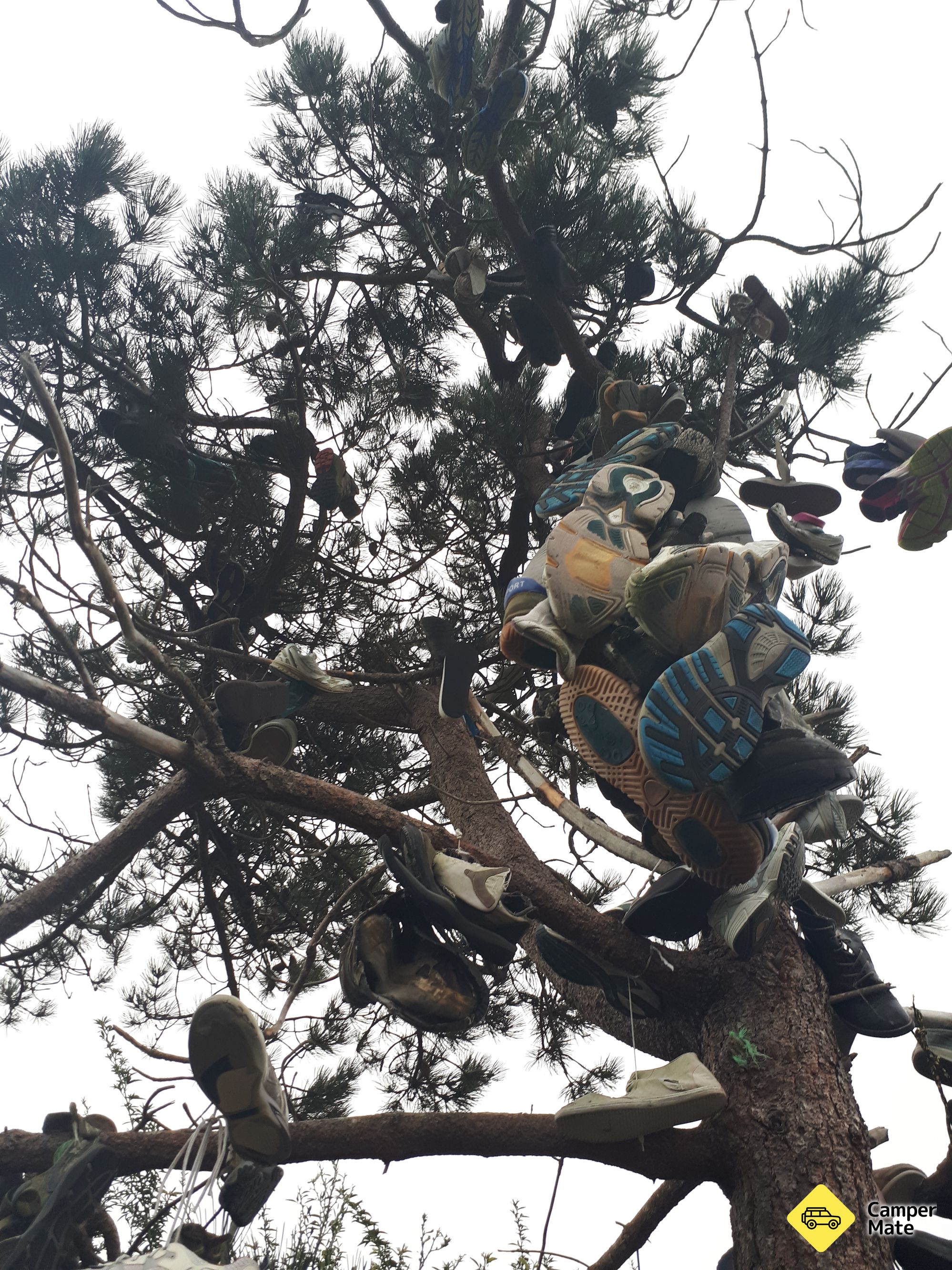 Shoe Tree - Image 2