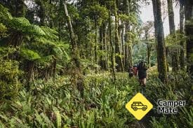 Carter Scenic Reserve