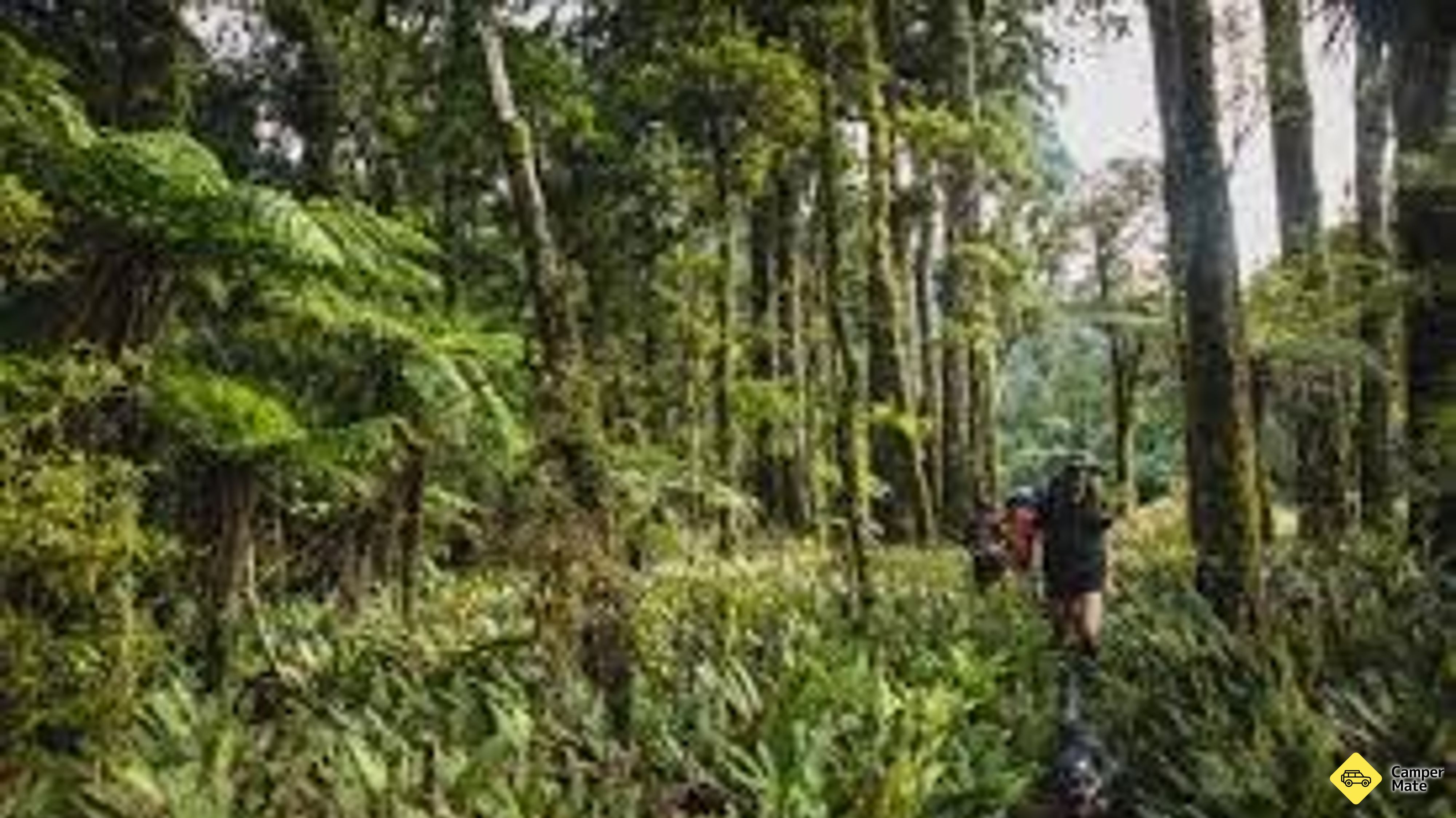 Carter Scenic Reserve