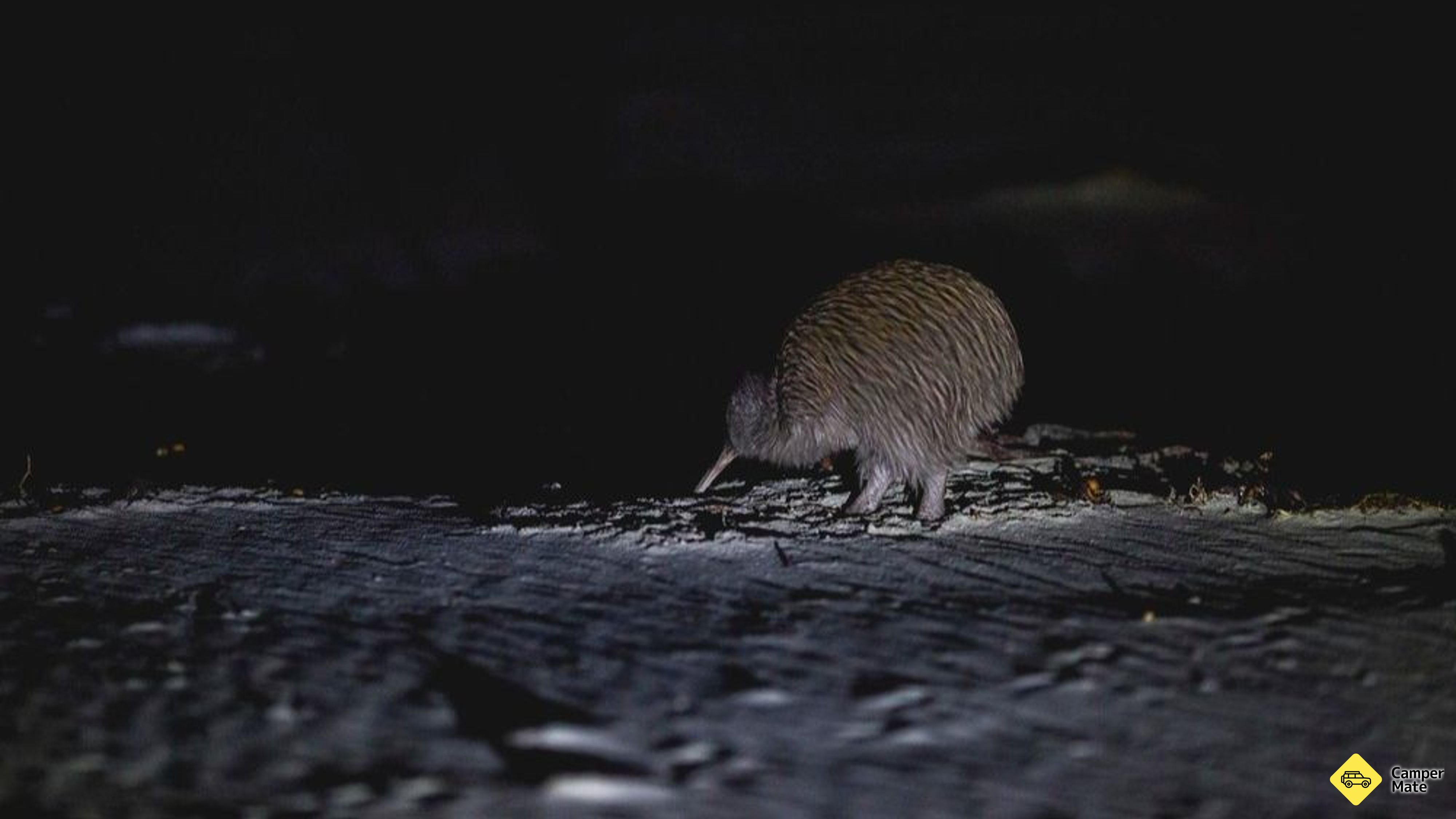 ساحل سوتوارت (Stewart Island Wild Kiwi Encounter)