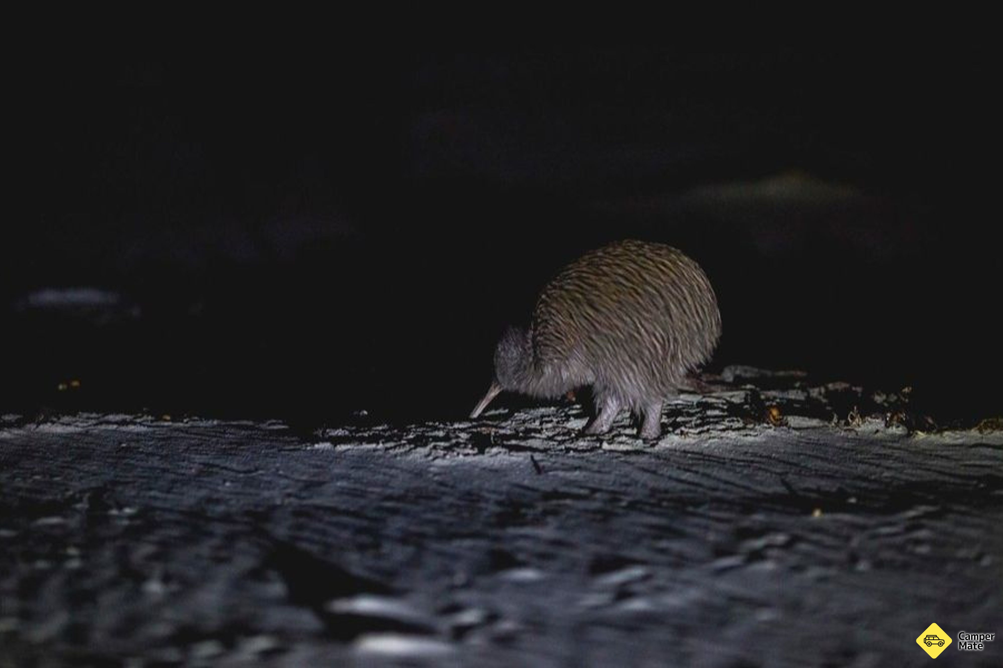ساحل سوتوارت (Stewart Island Wild Kiwi Encounter)
