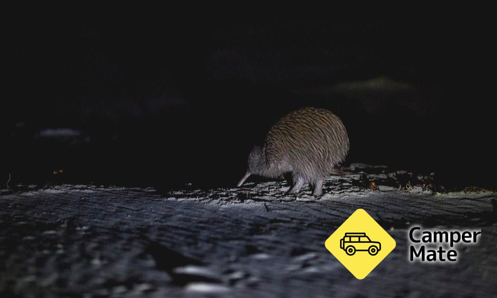Stewart Island Wild Kiwi Encounter