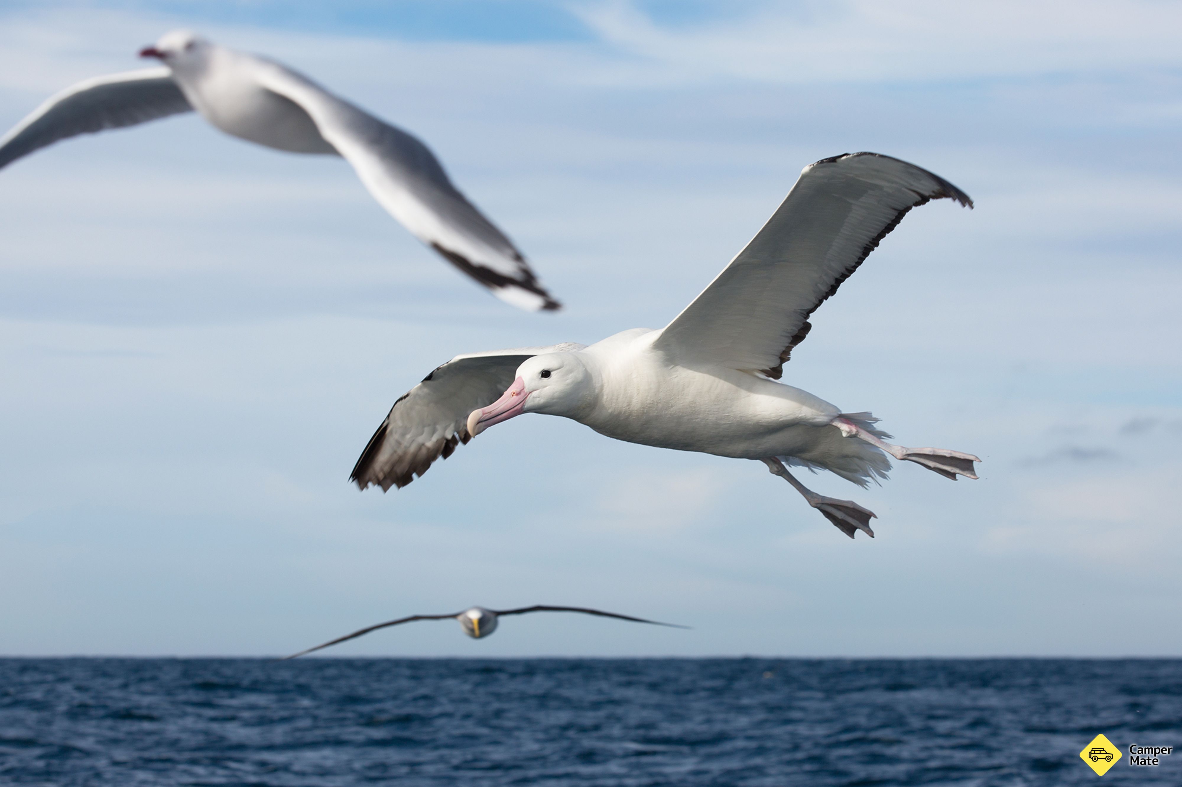 Monarch Wildlife Cruises - Image 3