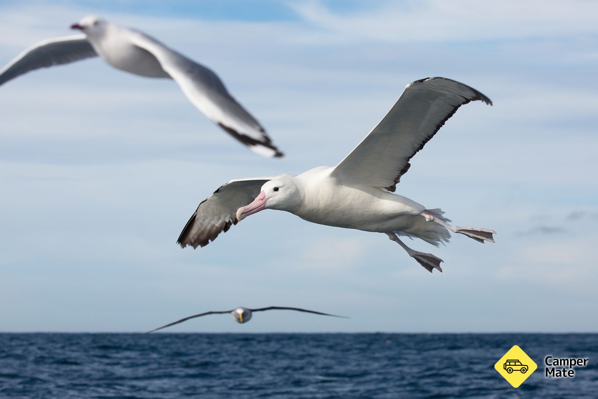 Monarch Wildlife Cruises - Image 3