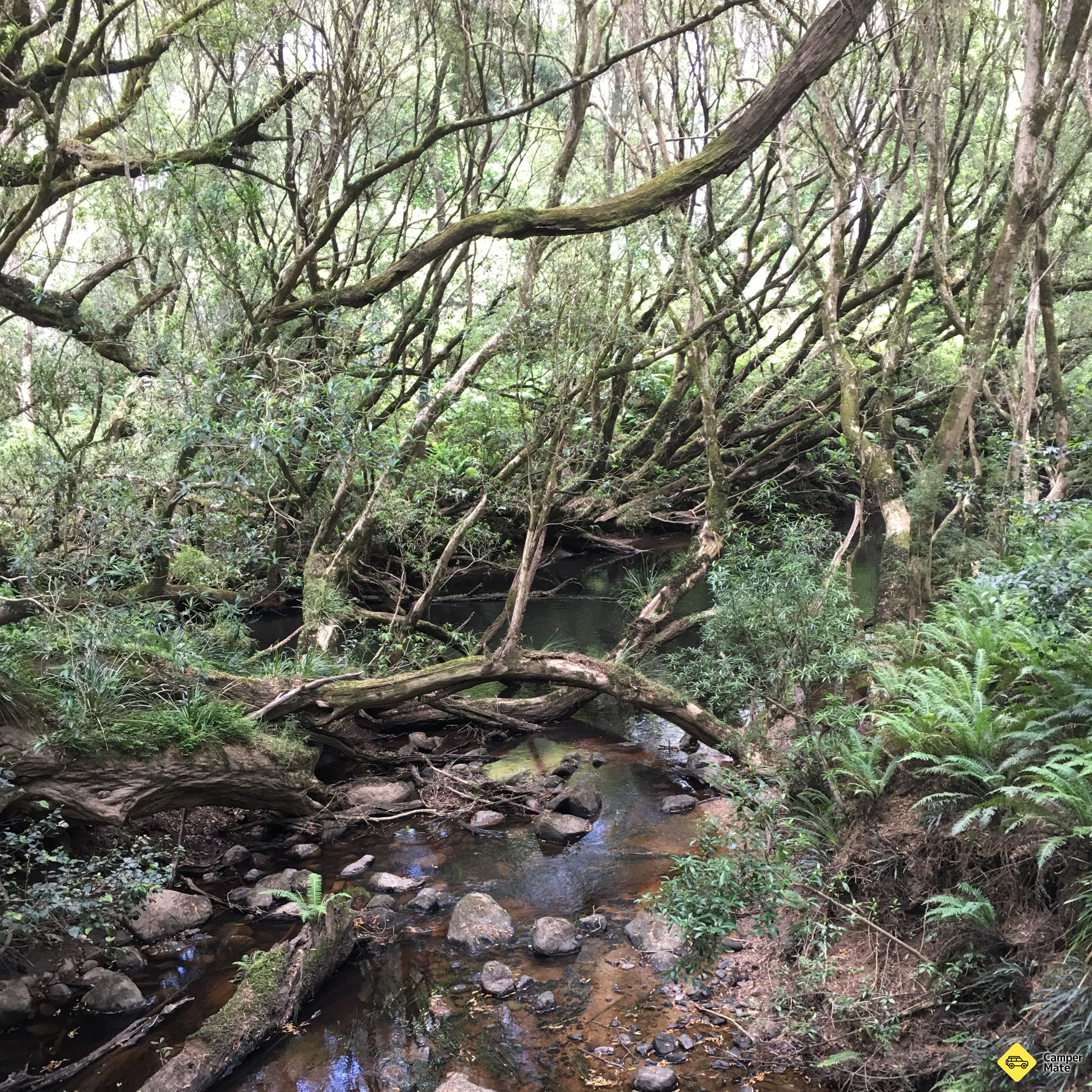Læs mere om McMenzie River Rainforest Walk - Image 2