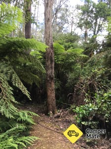 McMenzie River Rainforest Spaziergang