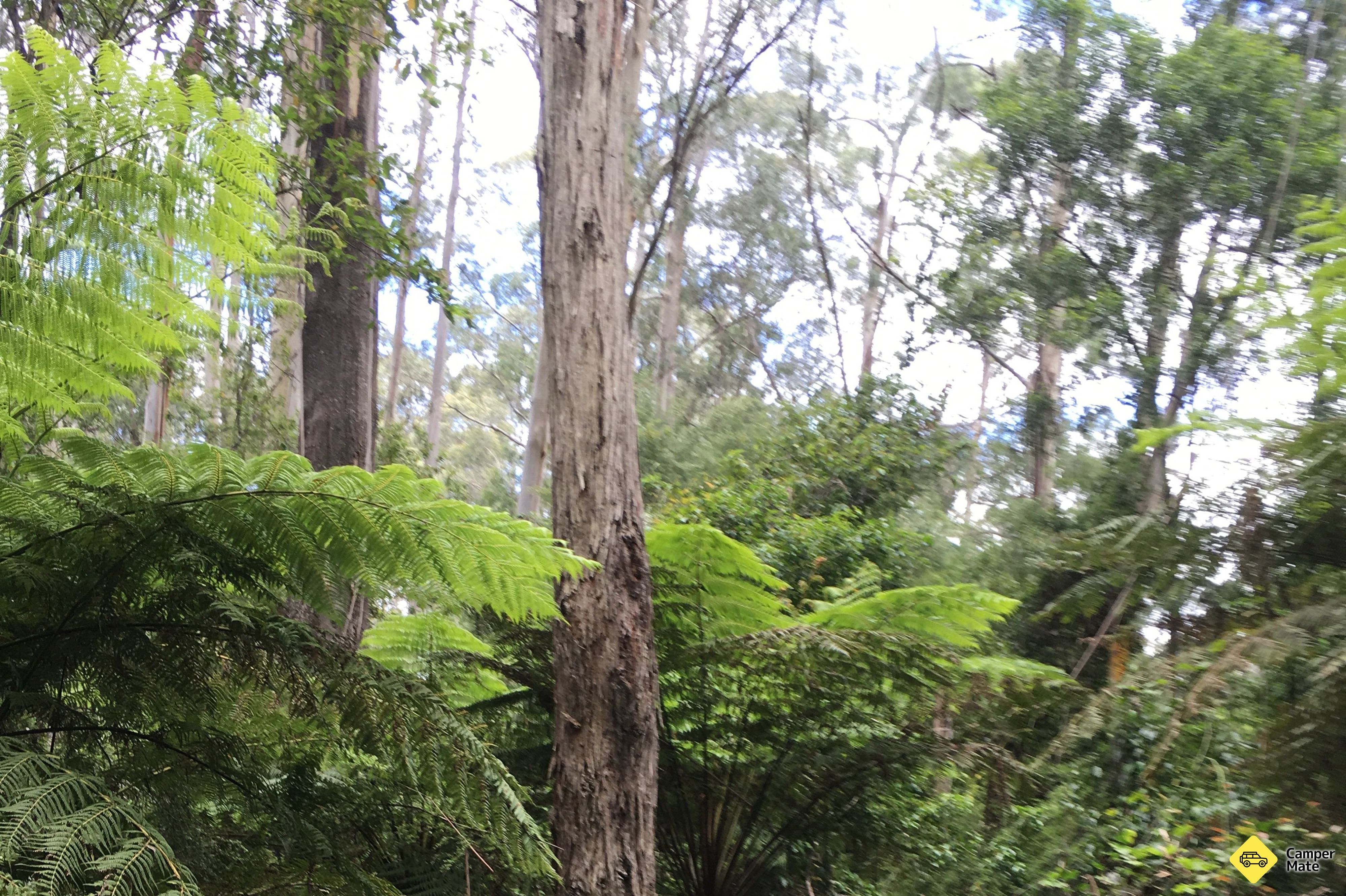 Læs mere om McMenzie River Rainforest Walk