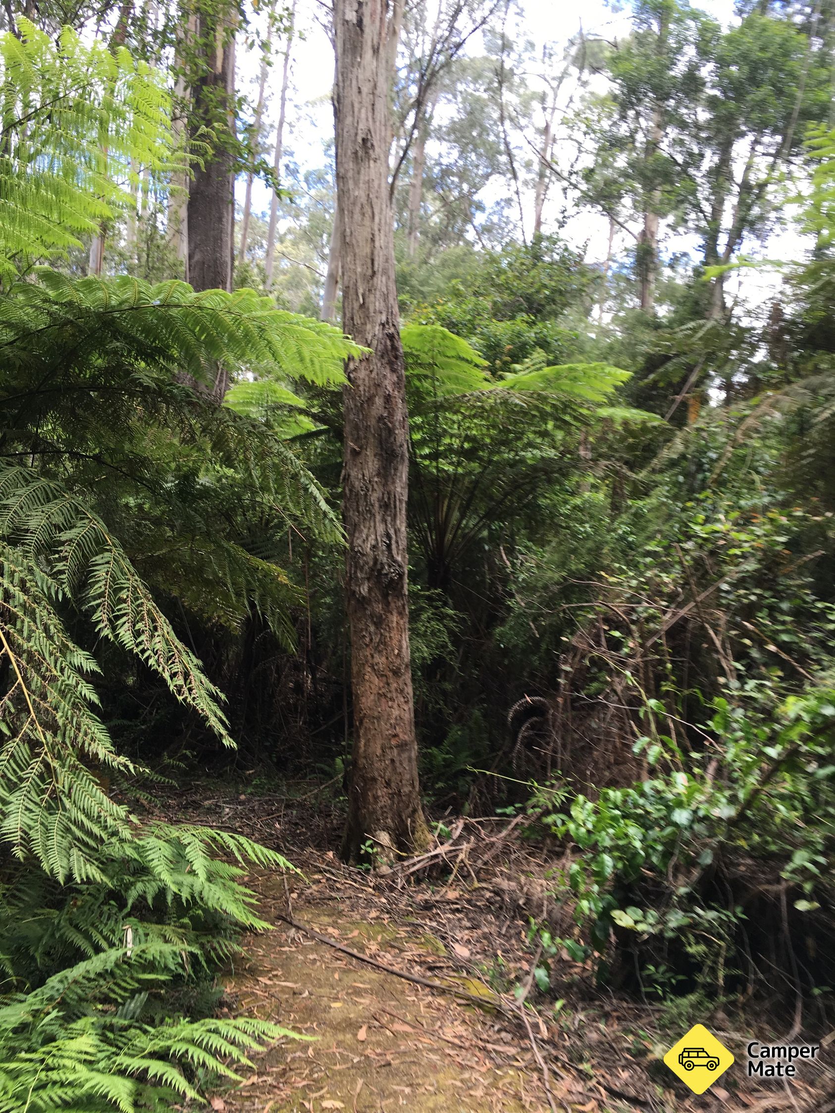 McMenzie River Rainforest Walk
