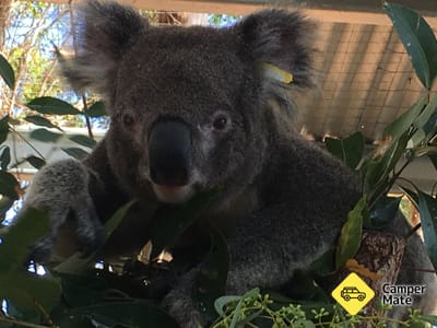 Koala Hospital