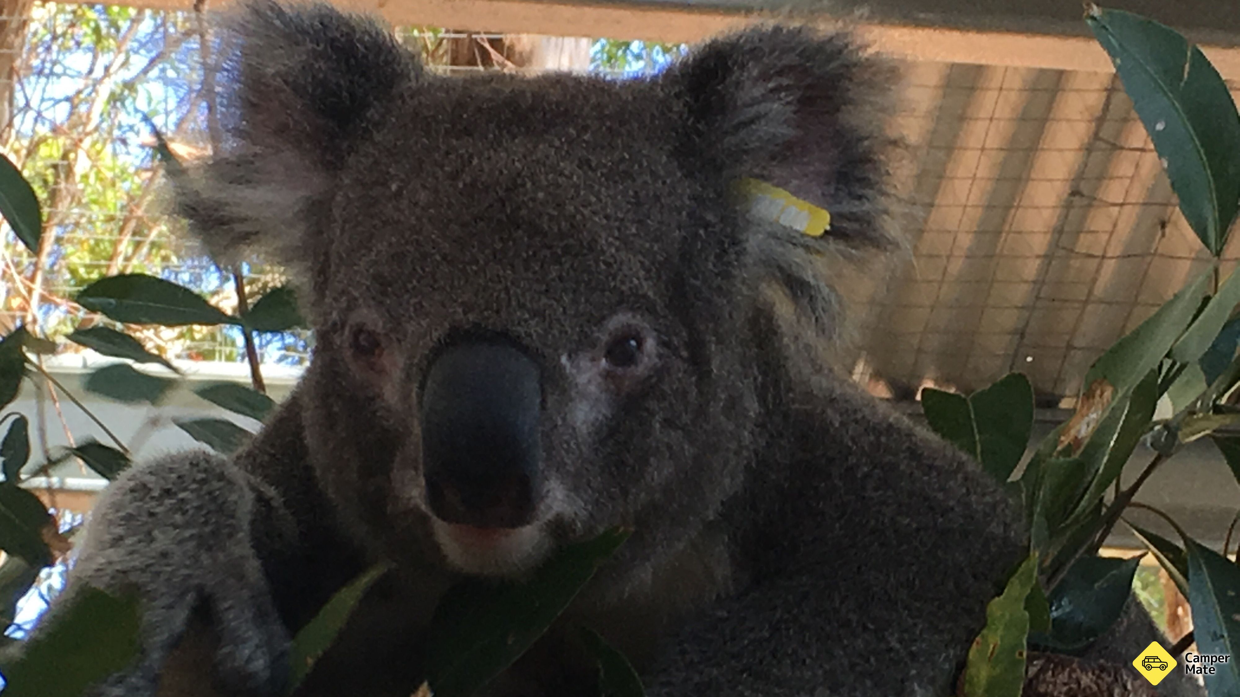 Koala Hospital