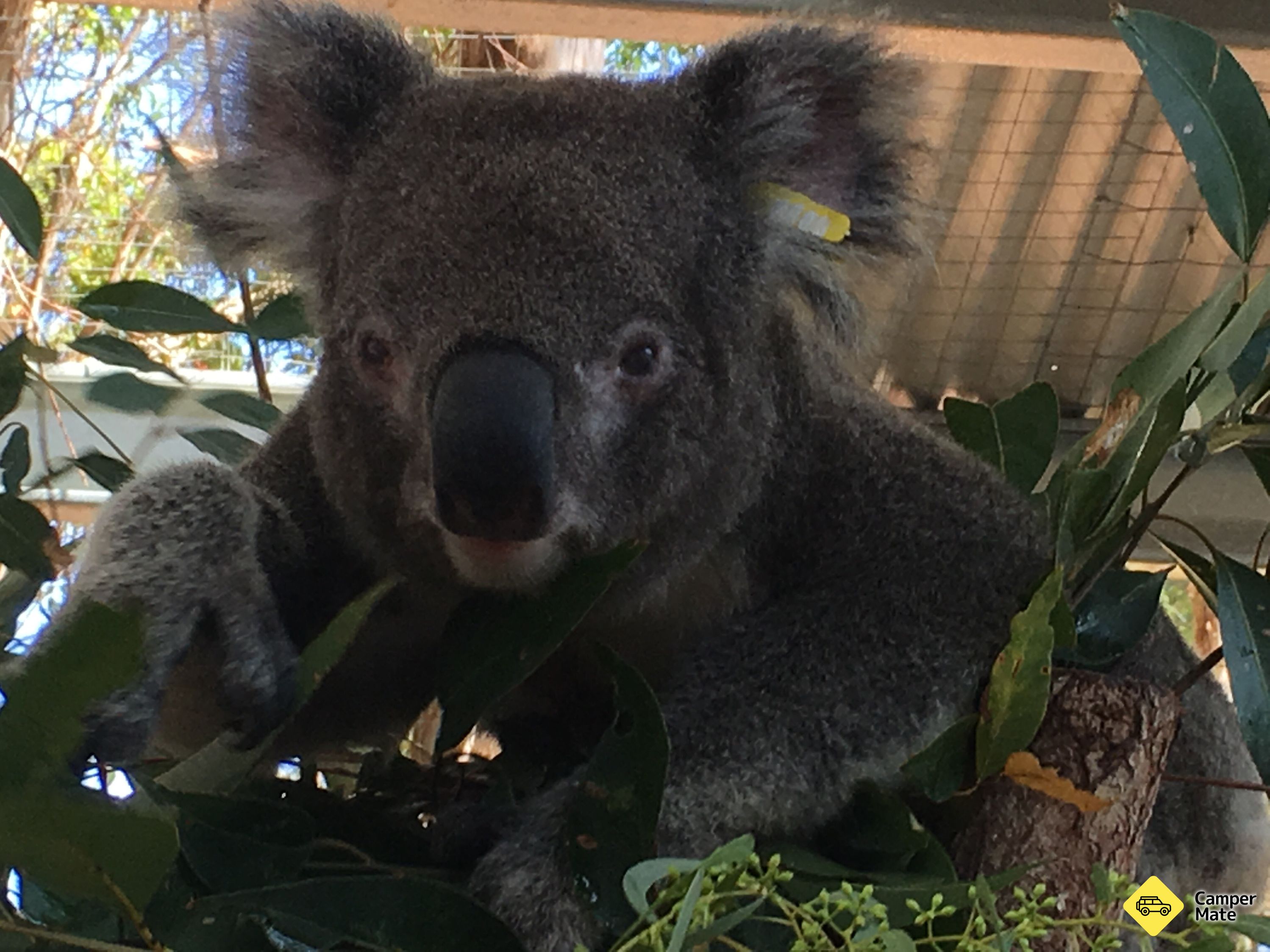 Koala Hospital