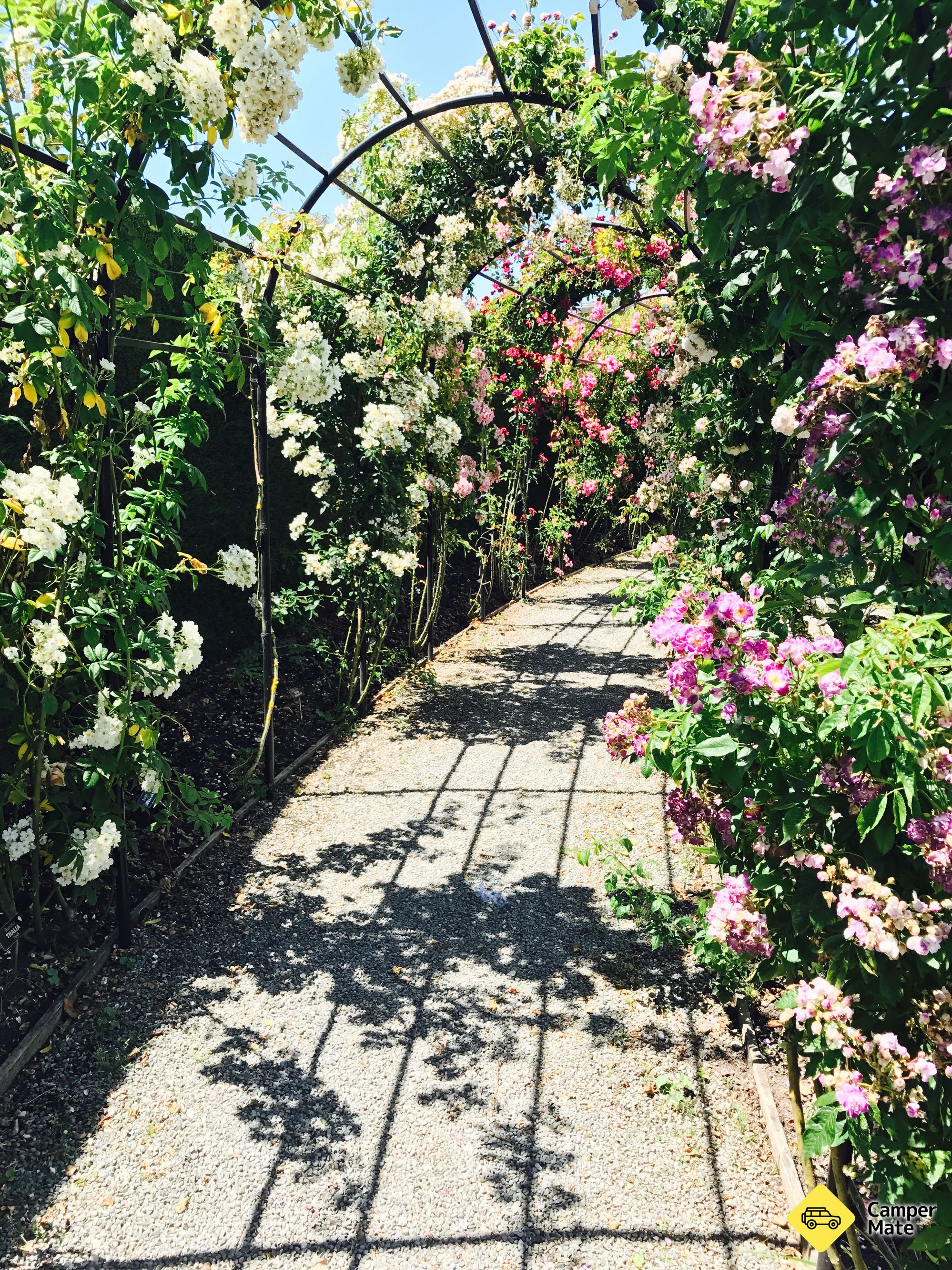 Trevor Griffiths Rose Garden - Image 3