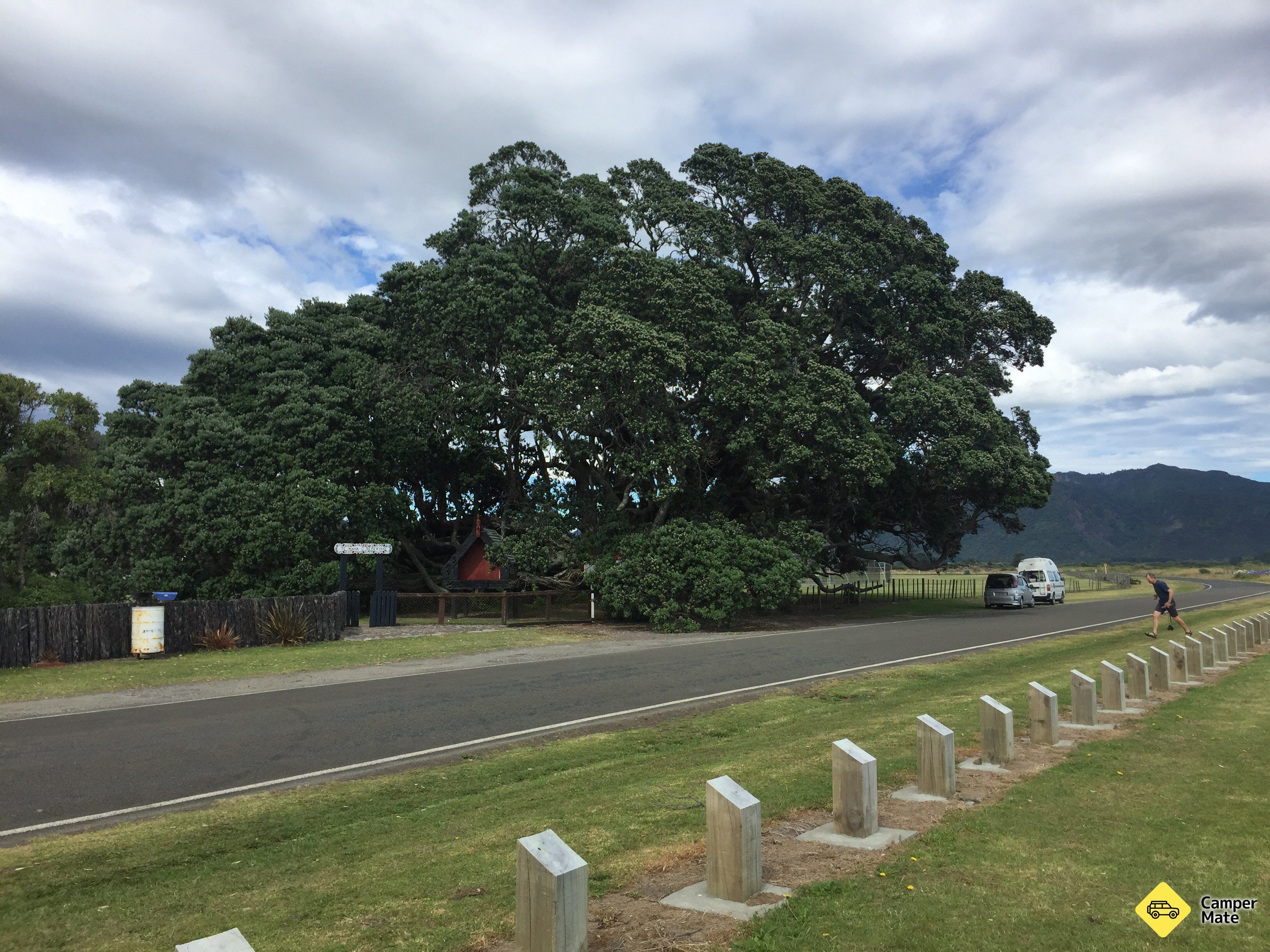 Te Waha O Rerekohu - Oldest Pohutukawa Tree - Image 2