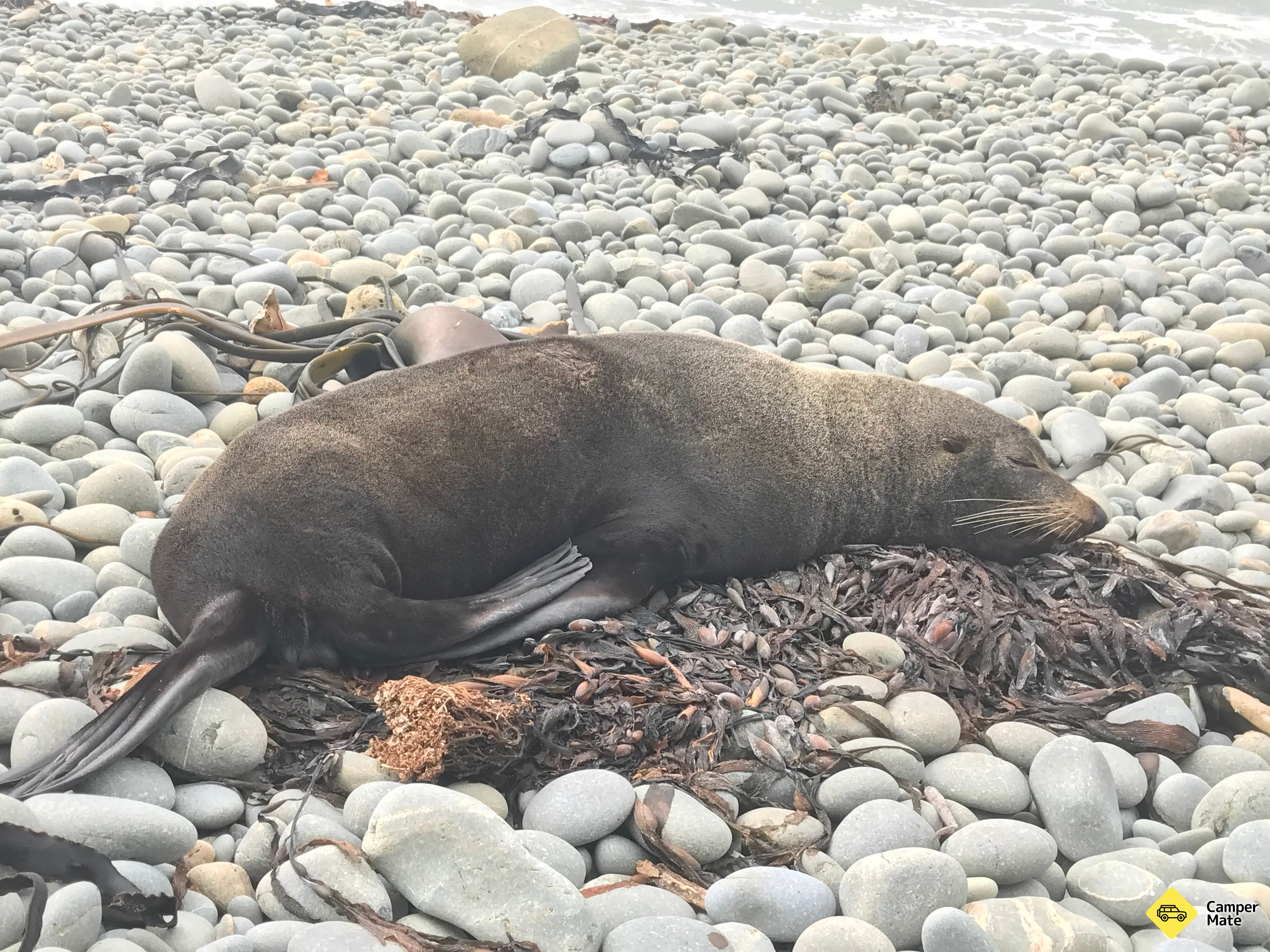Bushy Beach Penguin Spotting - Image 2