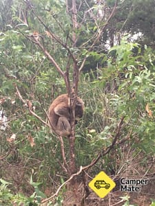 Tower Hill Wildlife Reserve